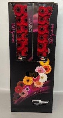 Ge Mi Red Ruby Aquabox *160