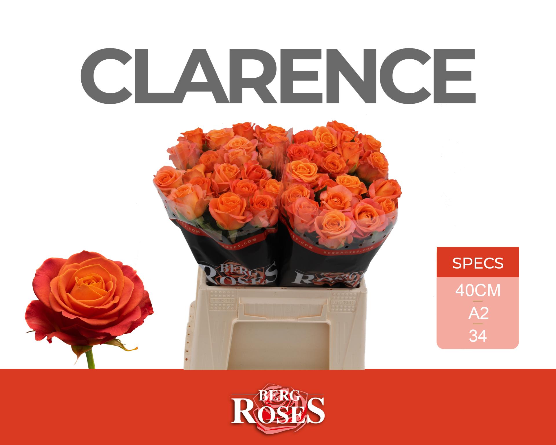 Rosa Clarence+ 40cm