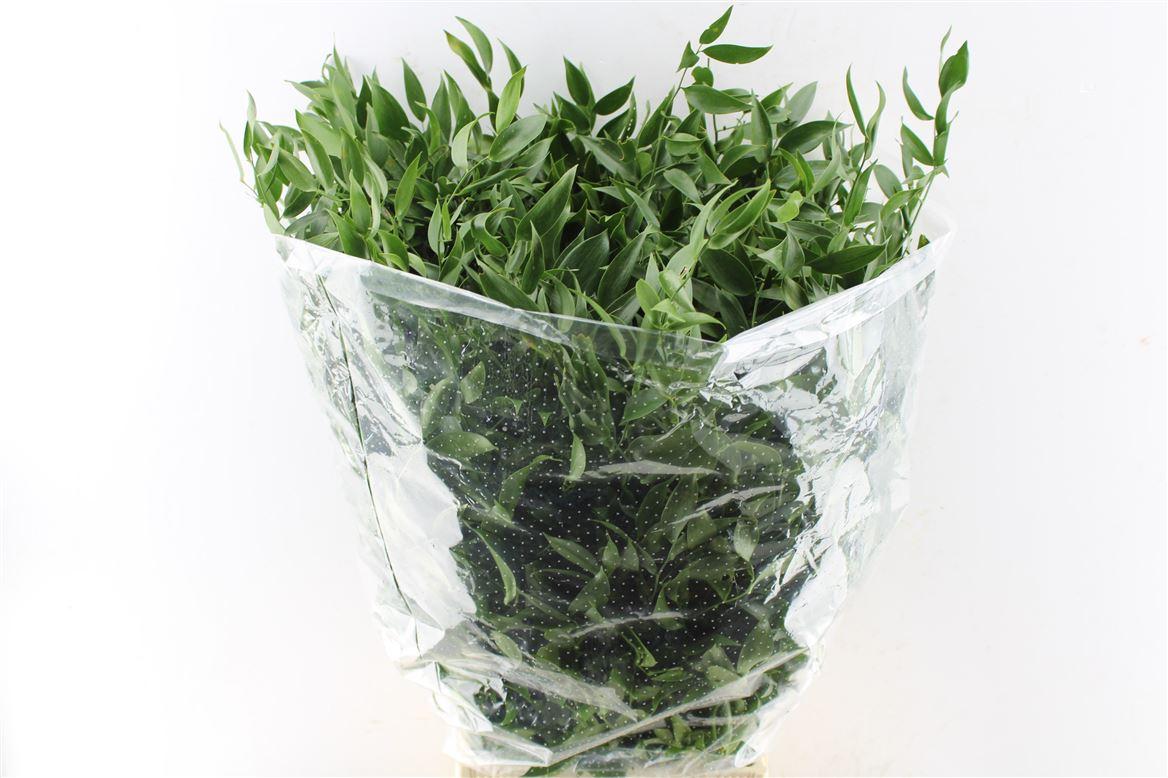 Ruscus Italy Medium 120 Gram