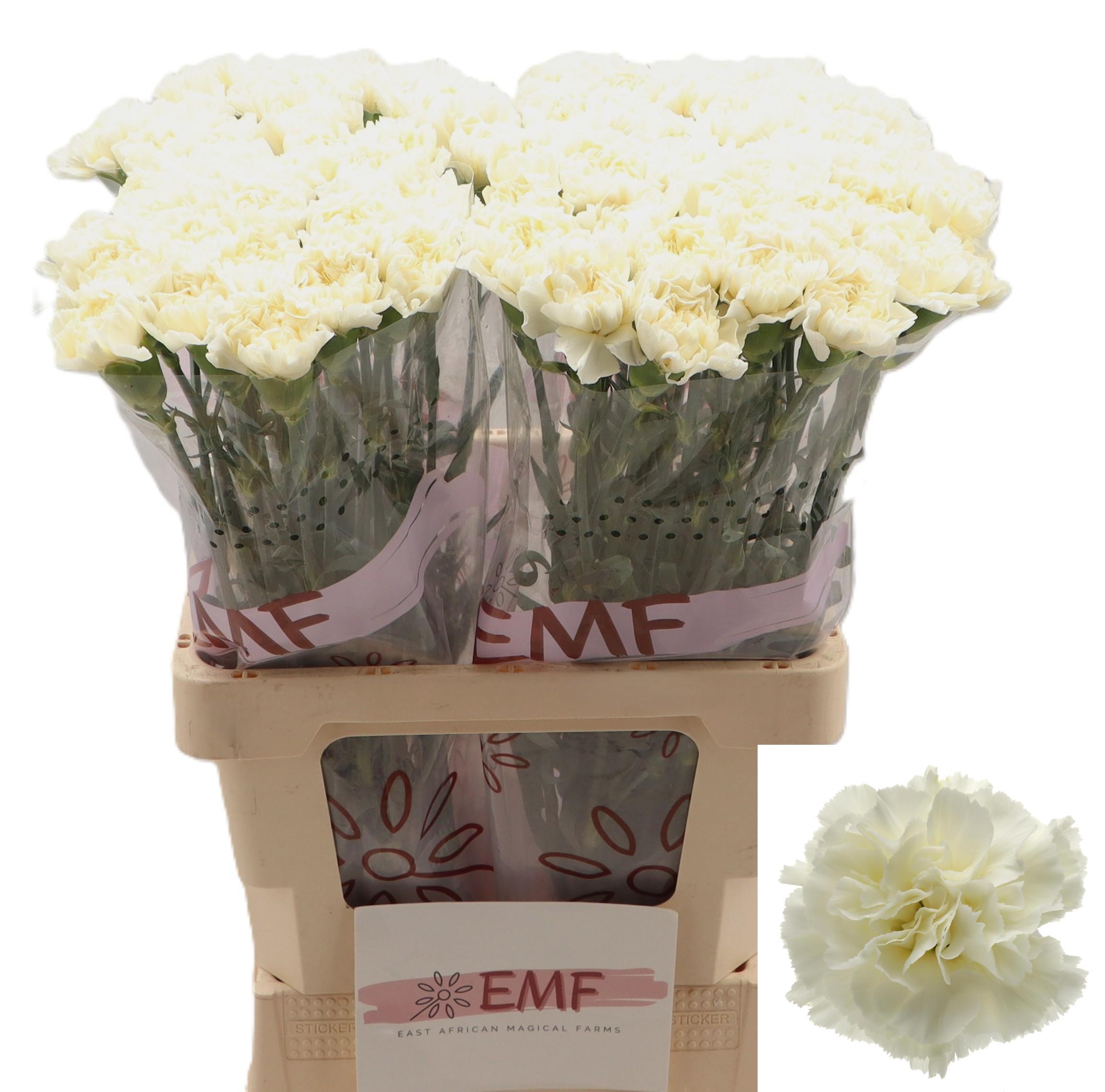 Dianthus Single Diletta Crema 65cm