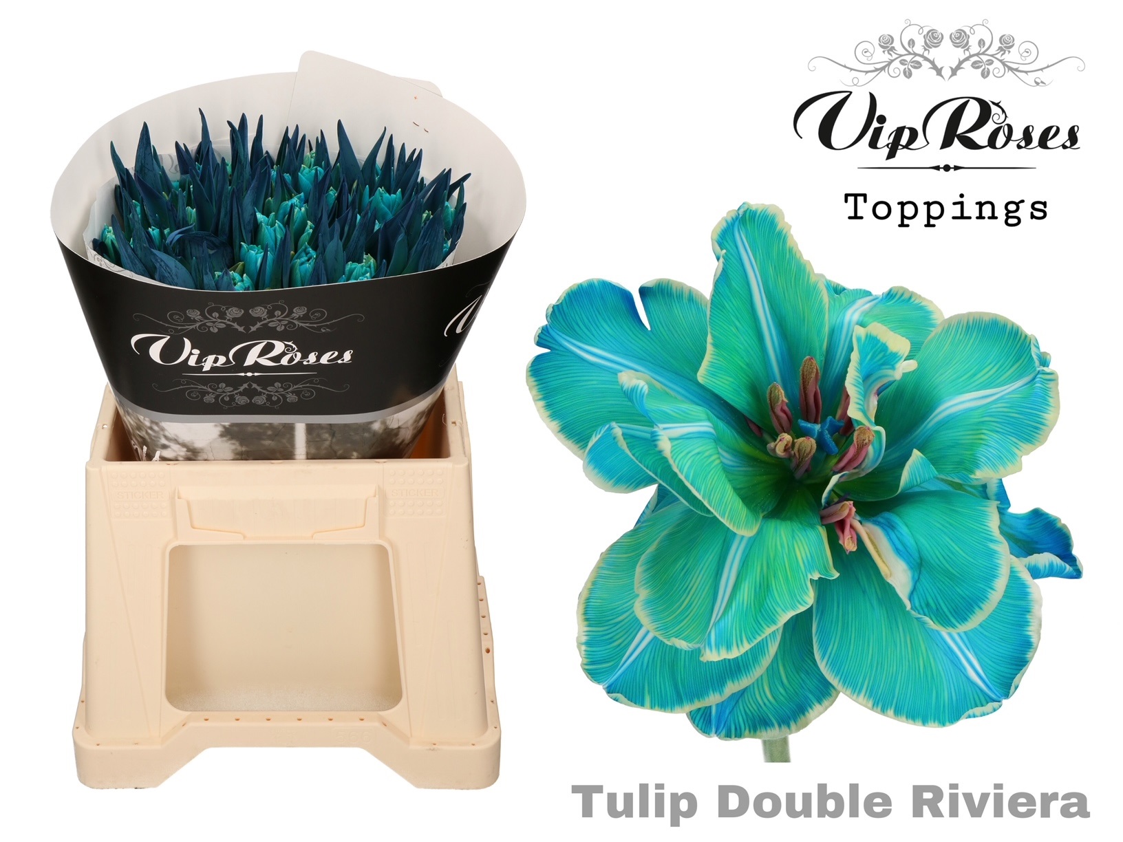 Tulipa Double Vip Riviera 38cm 34gram