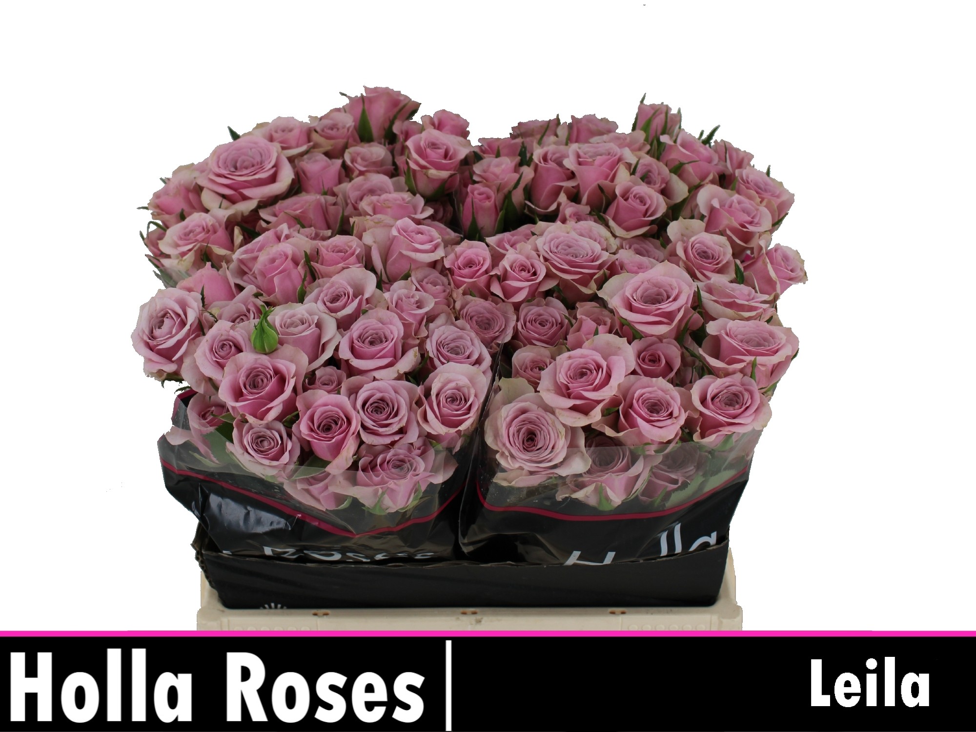Rosa Spr Leila 40cm