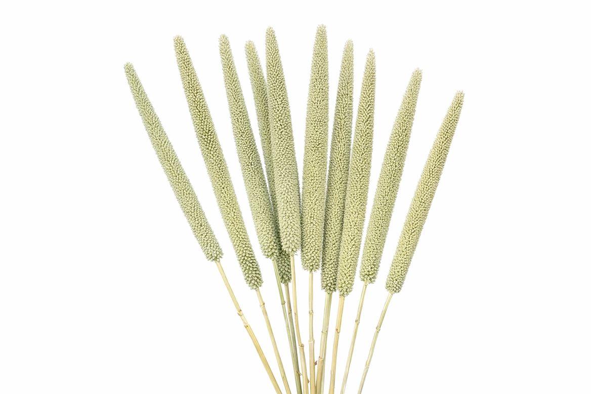 Dried Babala X5 10pc Mint Green Bunch