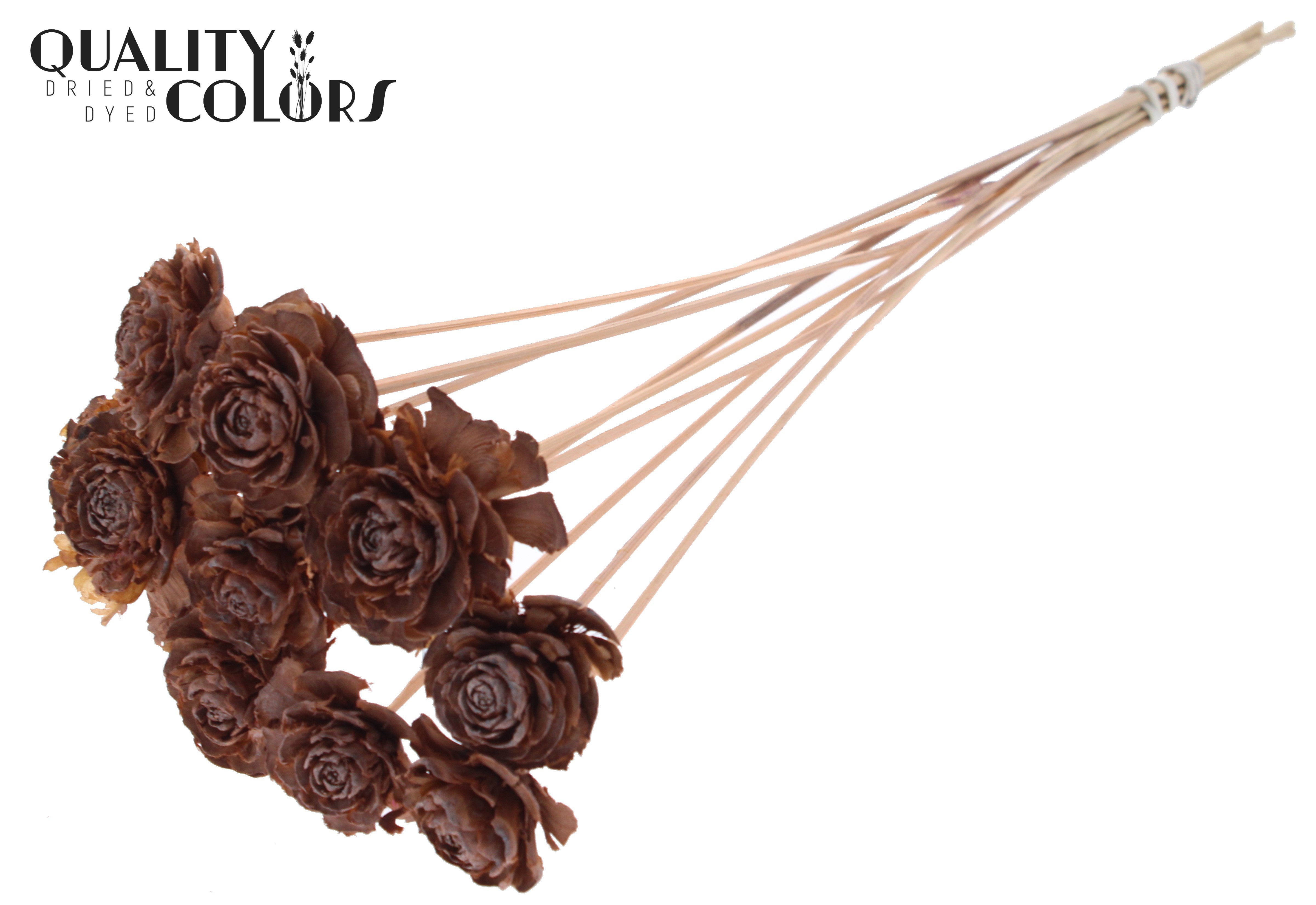 Cedar Rose Frosted Salmon 50cm