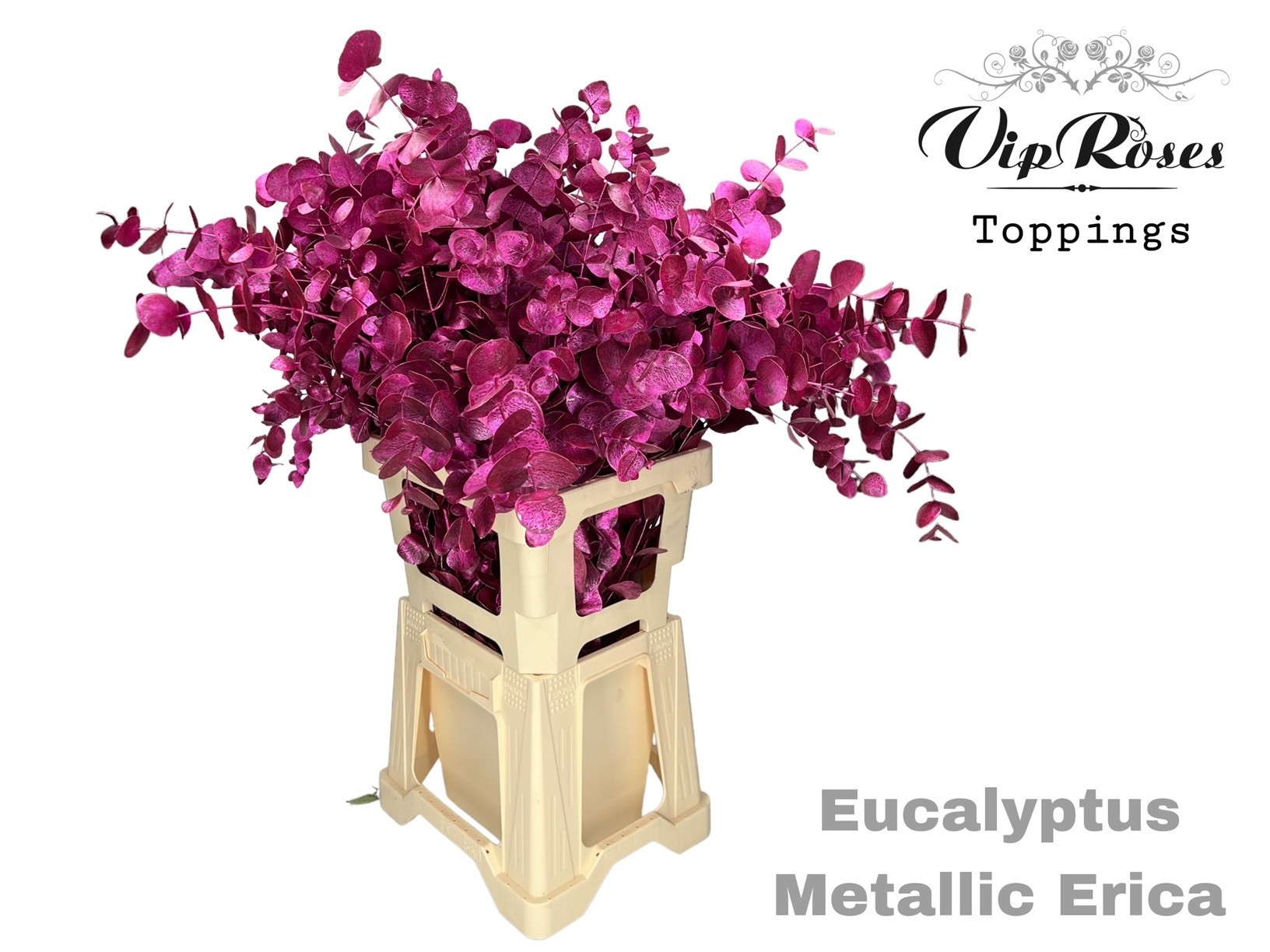 Eucalyptus Cinerea Painted Met Erica Per Bunch 65cm 300gr.