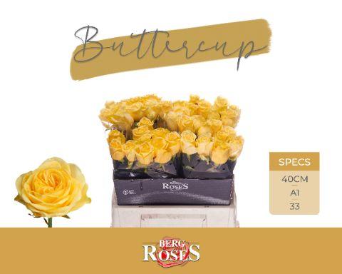 Rosa Buttercup 40cm