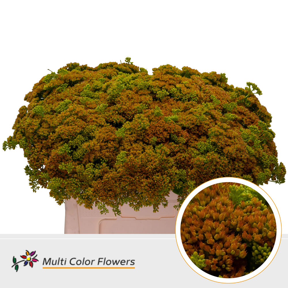 Sedum Painted Yellow 55cm