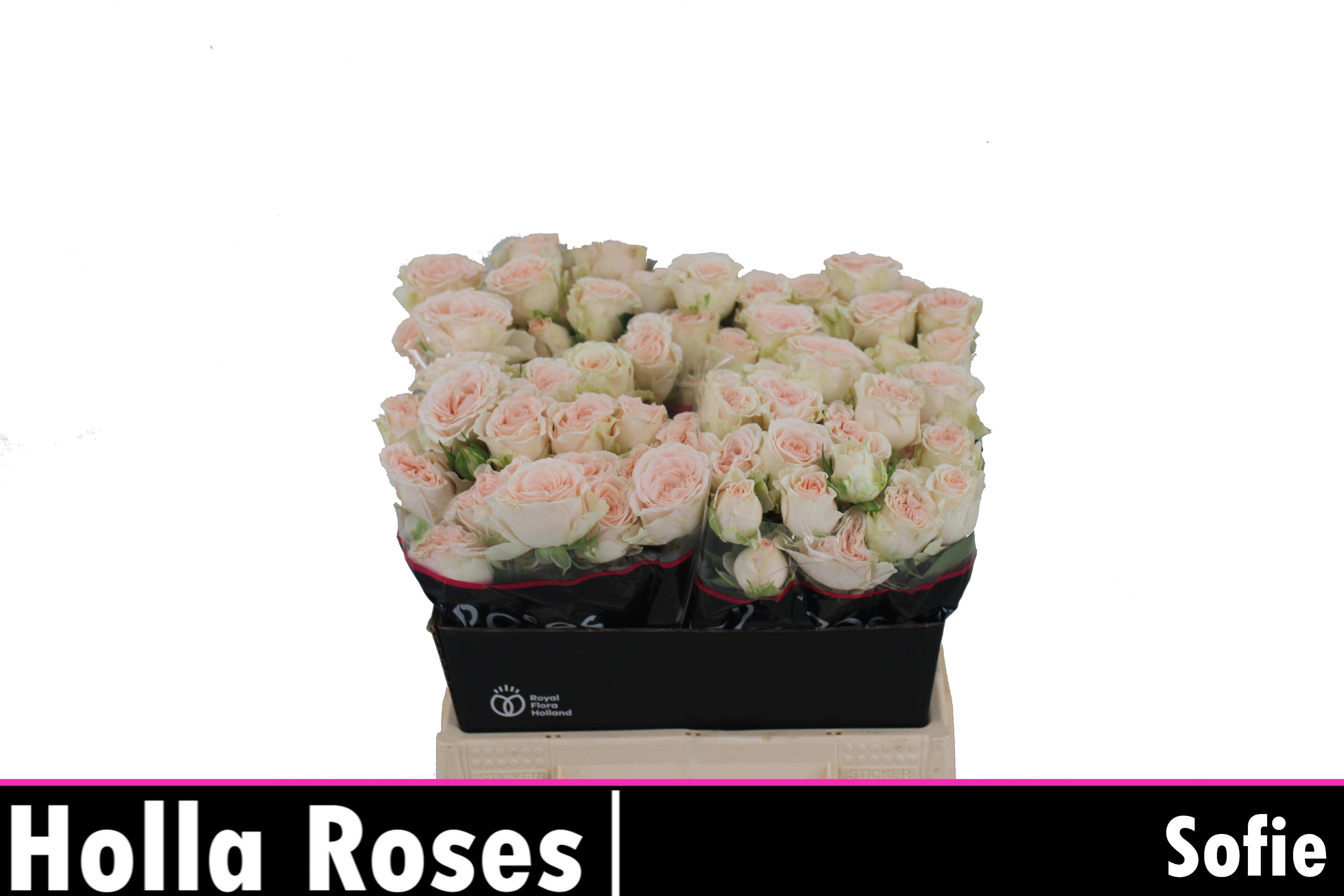 Rosa Spr Sofie 40cm