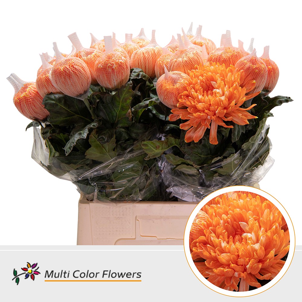 Chrysanth Single Painted Antonov Apricot 70cm