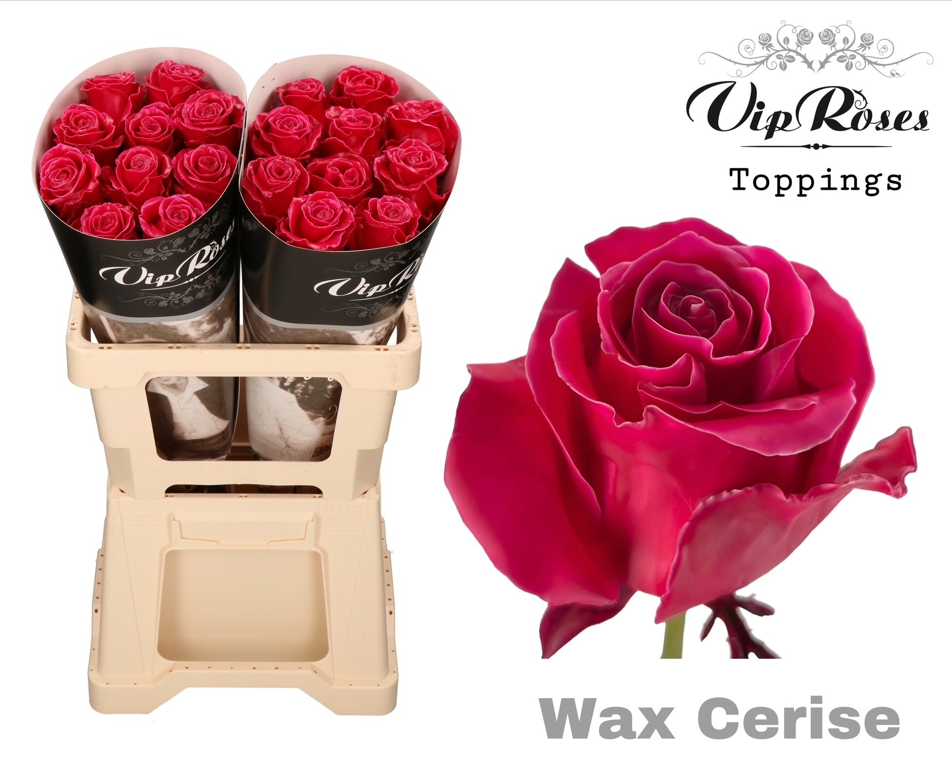 Rosa Waxed 60cm