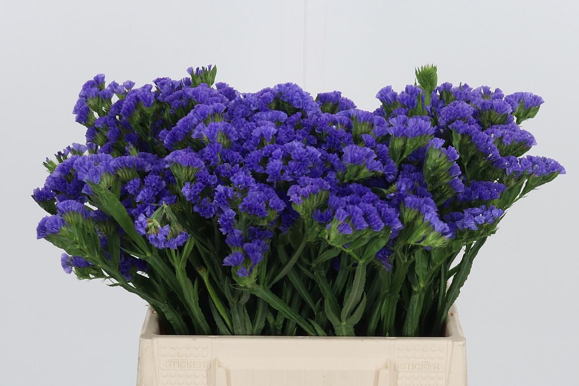 Limonium Crystal Dark Blue