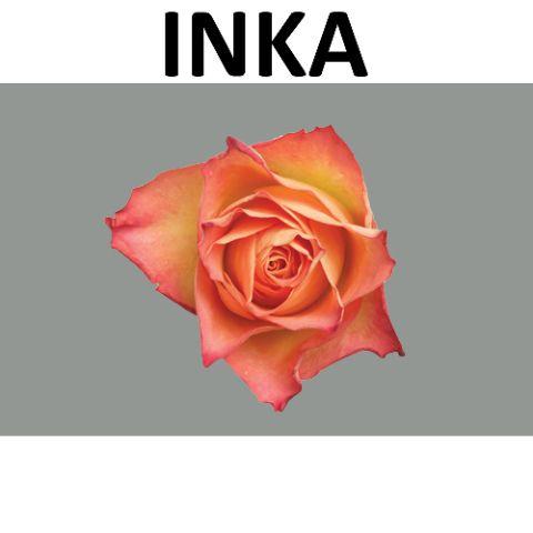 Rosa Inka 50cm