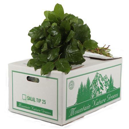 Salal Per Bos