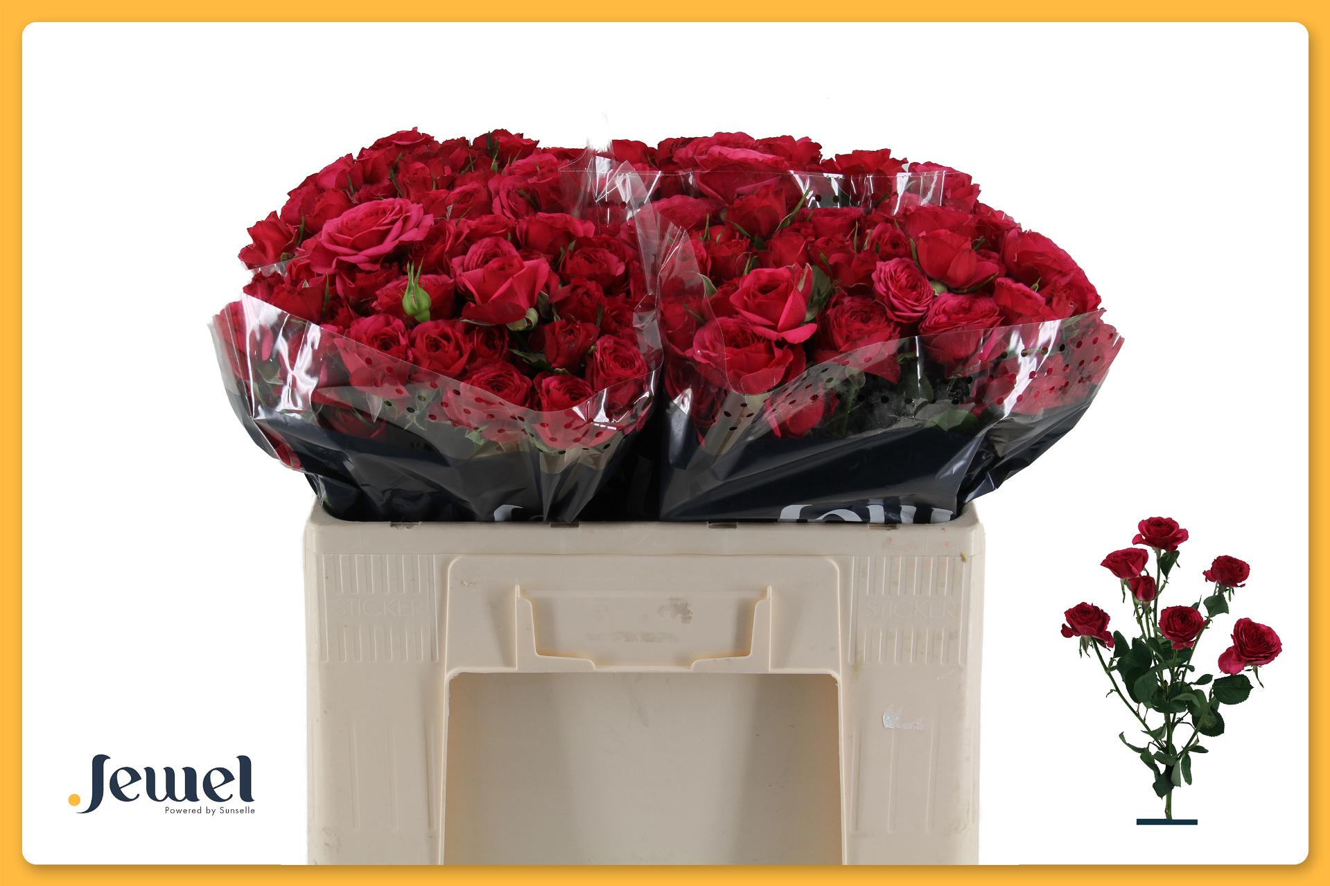 Rosa Spr Carrie 50cm