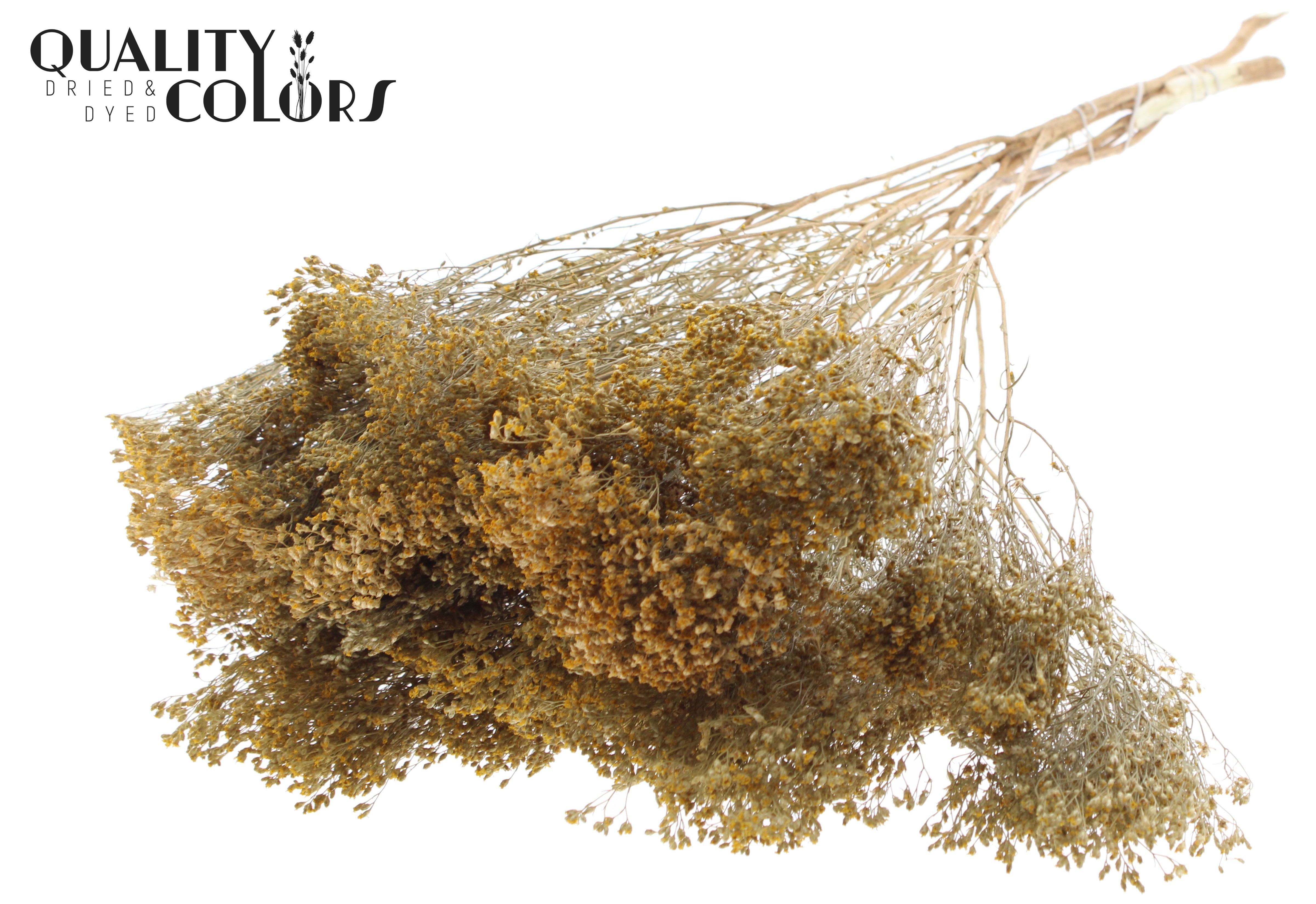 Broom Bloom Natural Per Bunch 50cm
