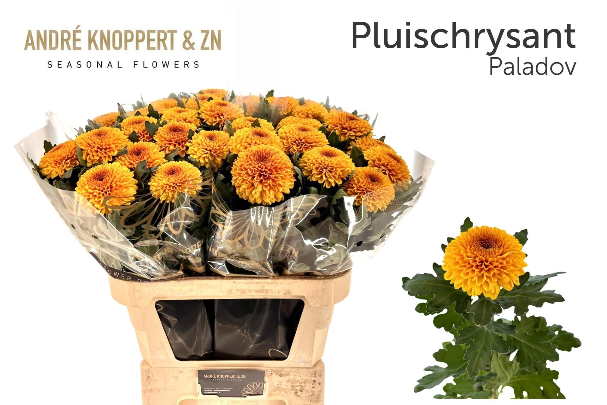 Chrysanth Single Paladov 85cm 100gr.