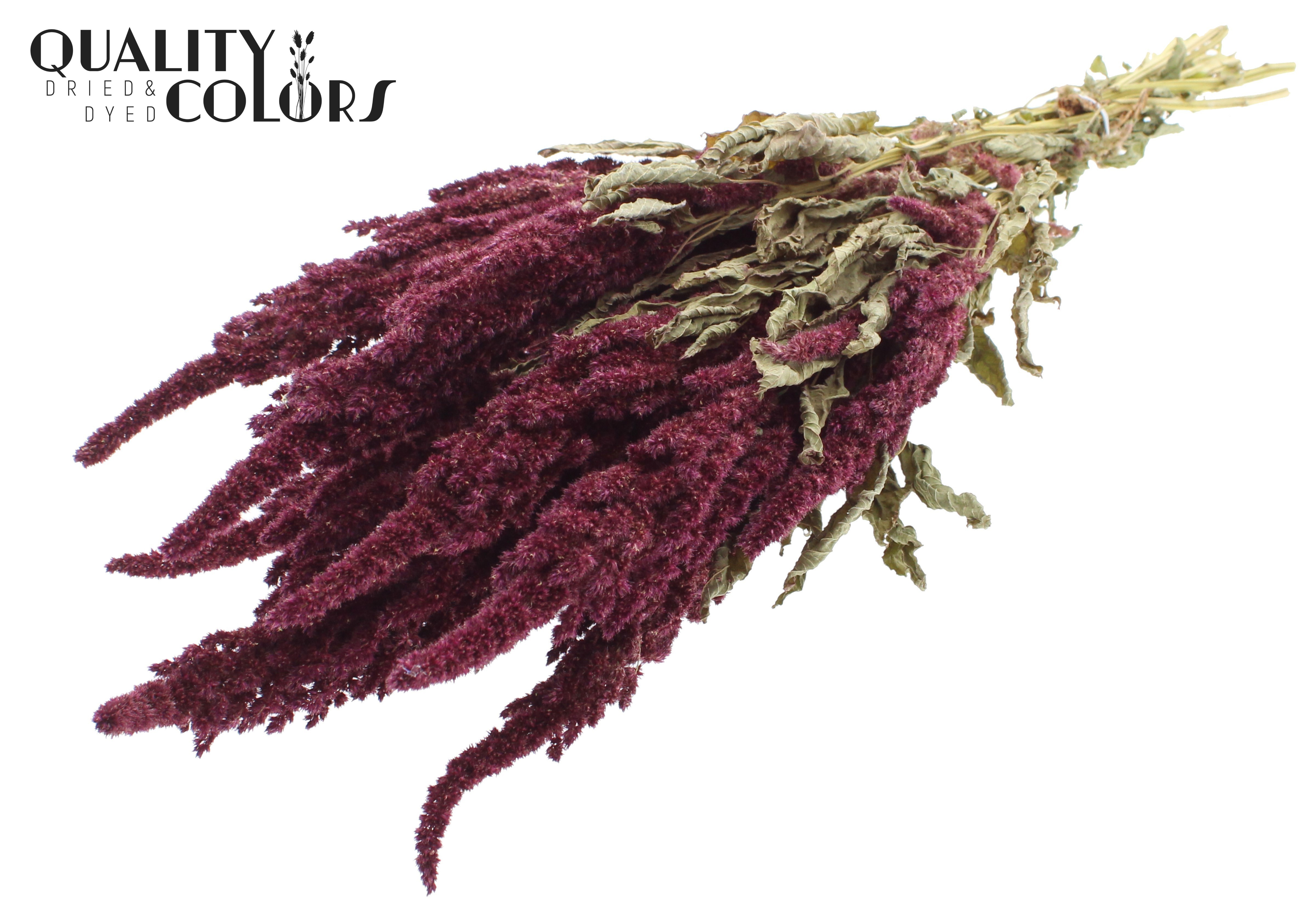 Amaranthus Natural Red Per Bunch 60cm