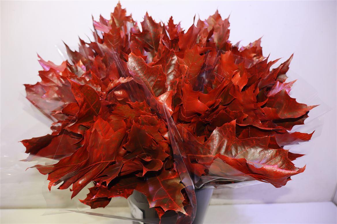Querc Rubra Rood X5