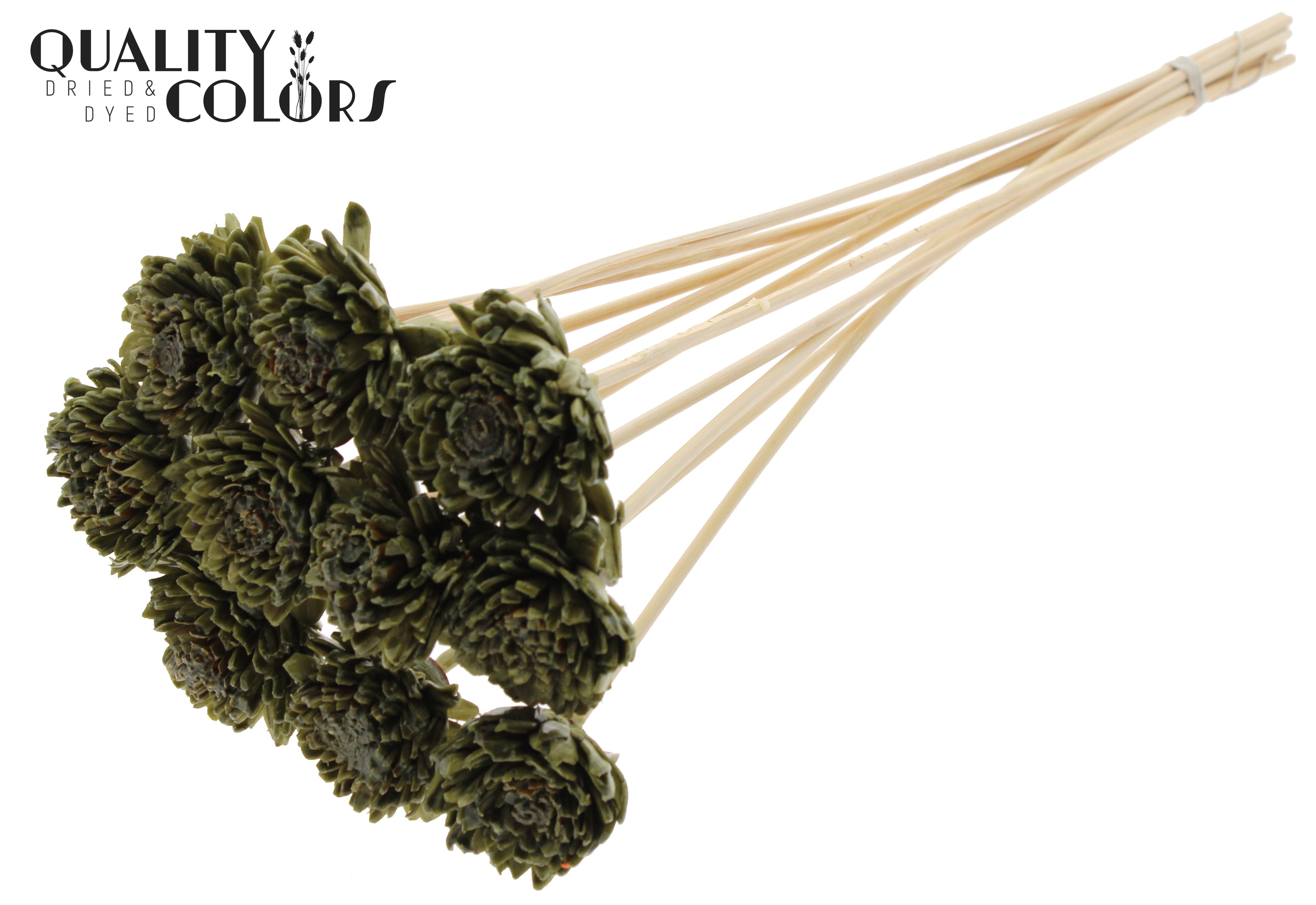 Shola Zinia Wax Olive 50cm