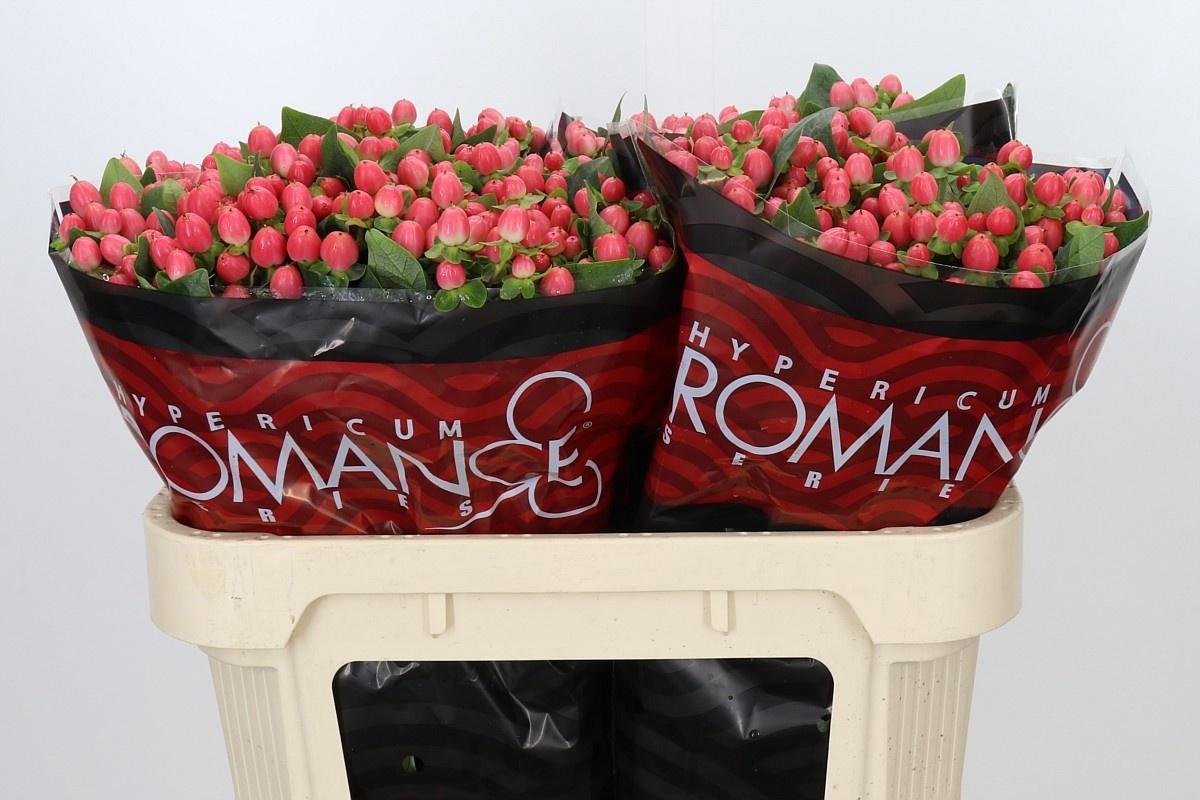 Hyp Sweet Romance Xtra