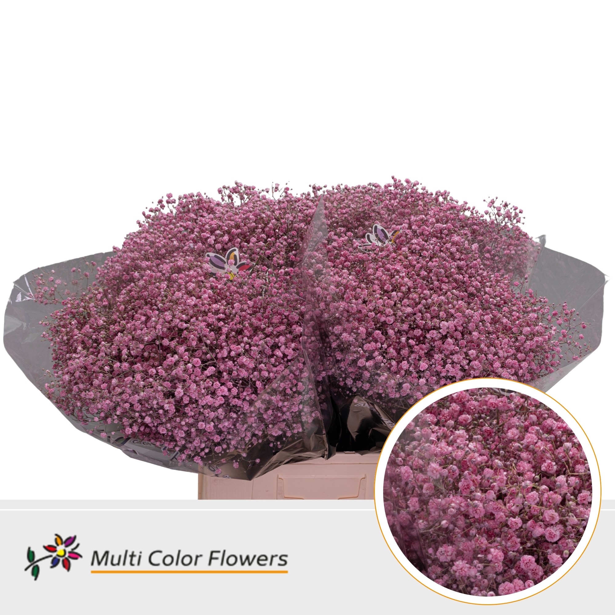 Gypsophila Painted Xlence New Pink 70cm