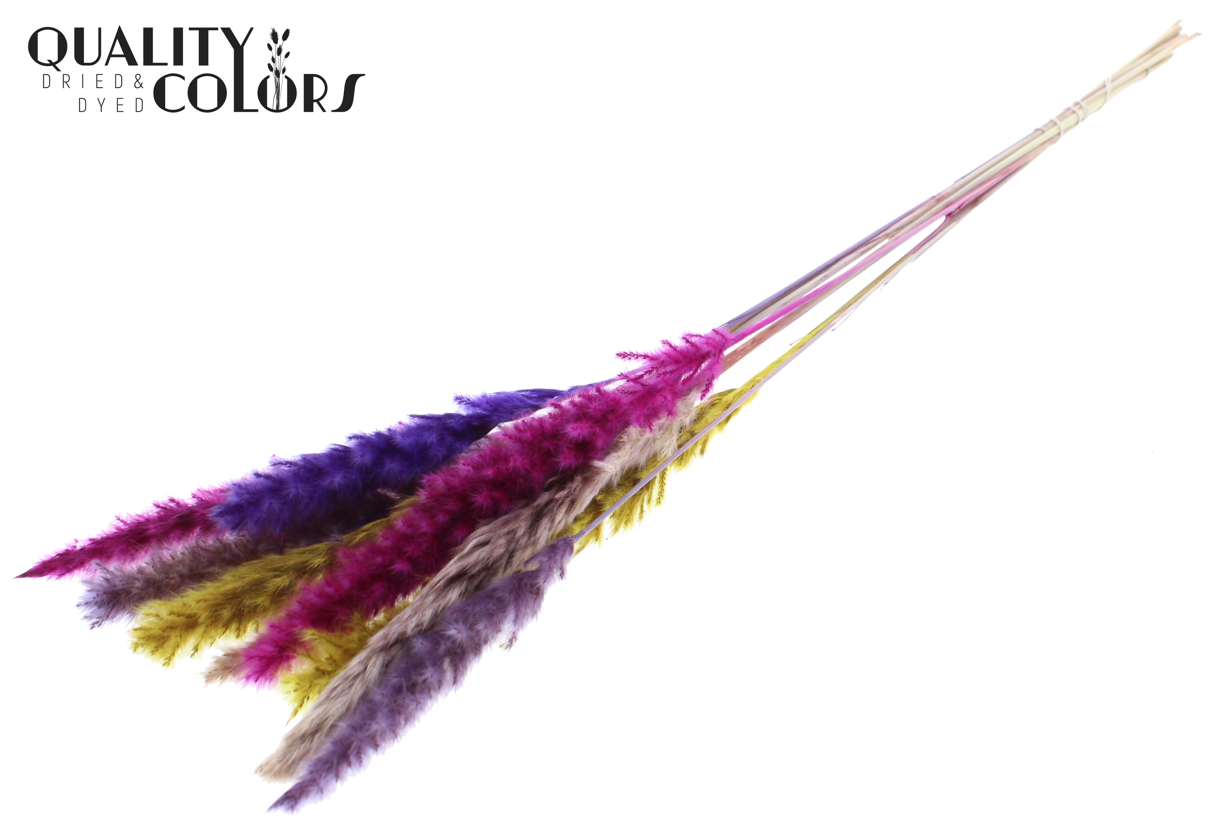 Fluffy Pampas Colourful 11 Per Bunch 70cm