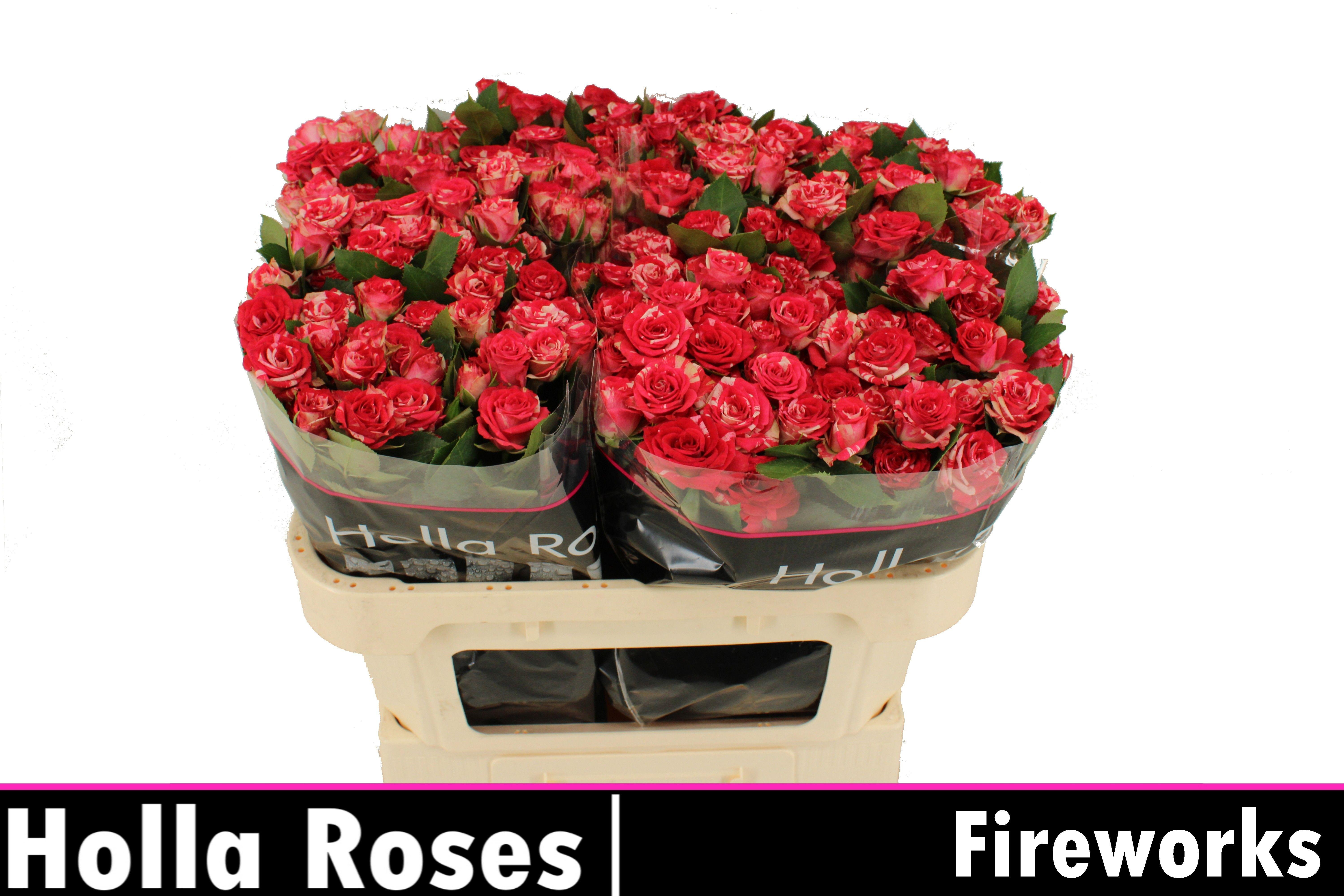 Rosa Spr Fireworks 70cm