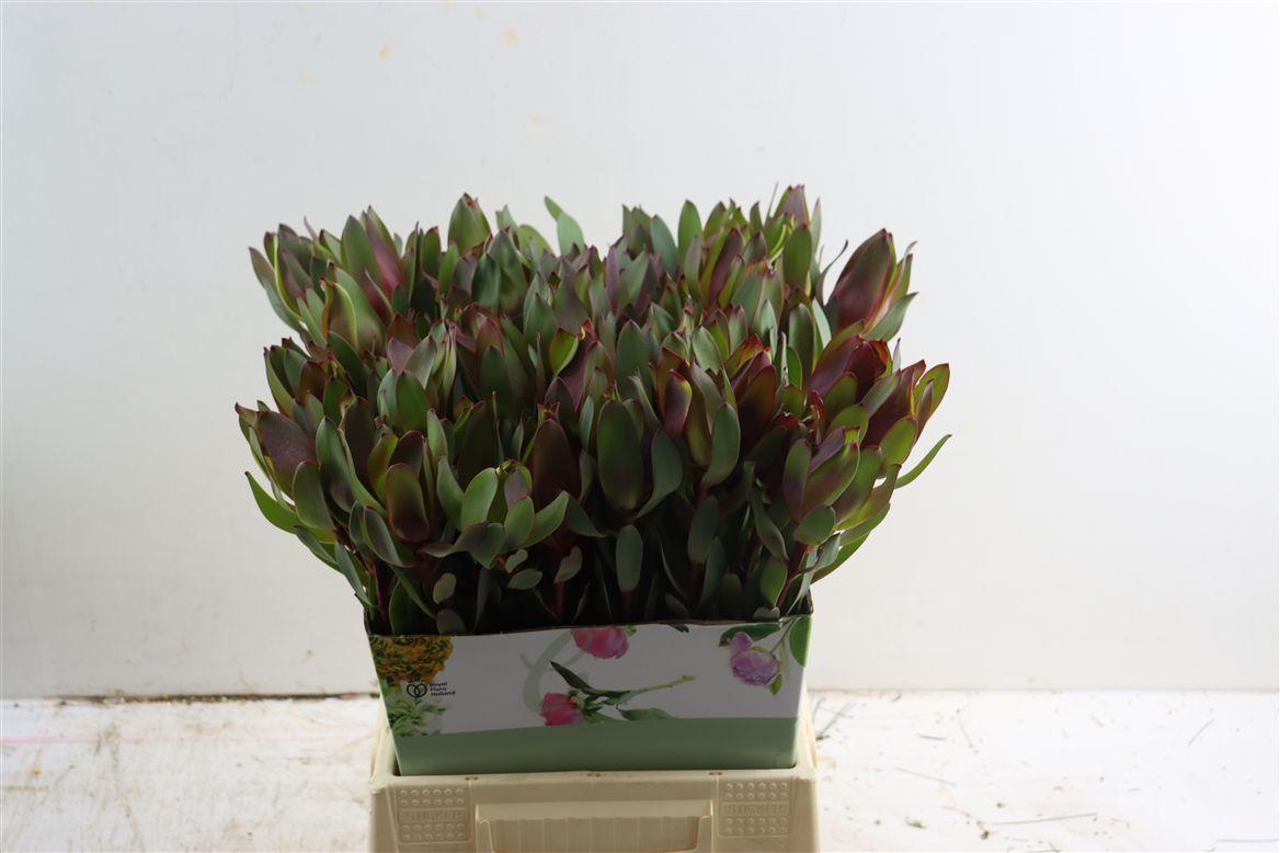 Leucad Senorita 50cm
