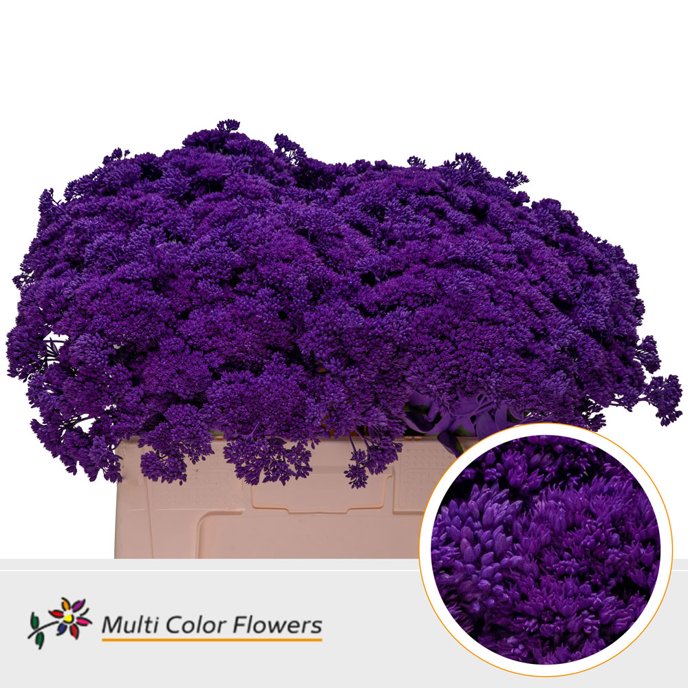 Sedum Painted Dark Lilac 55cm