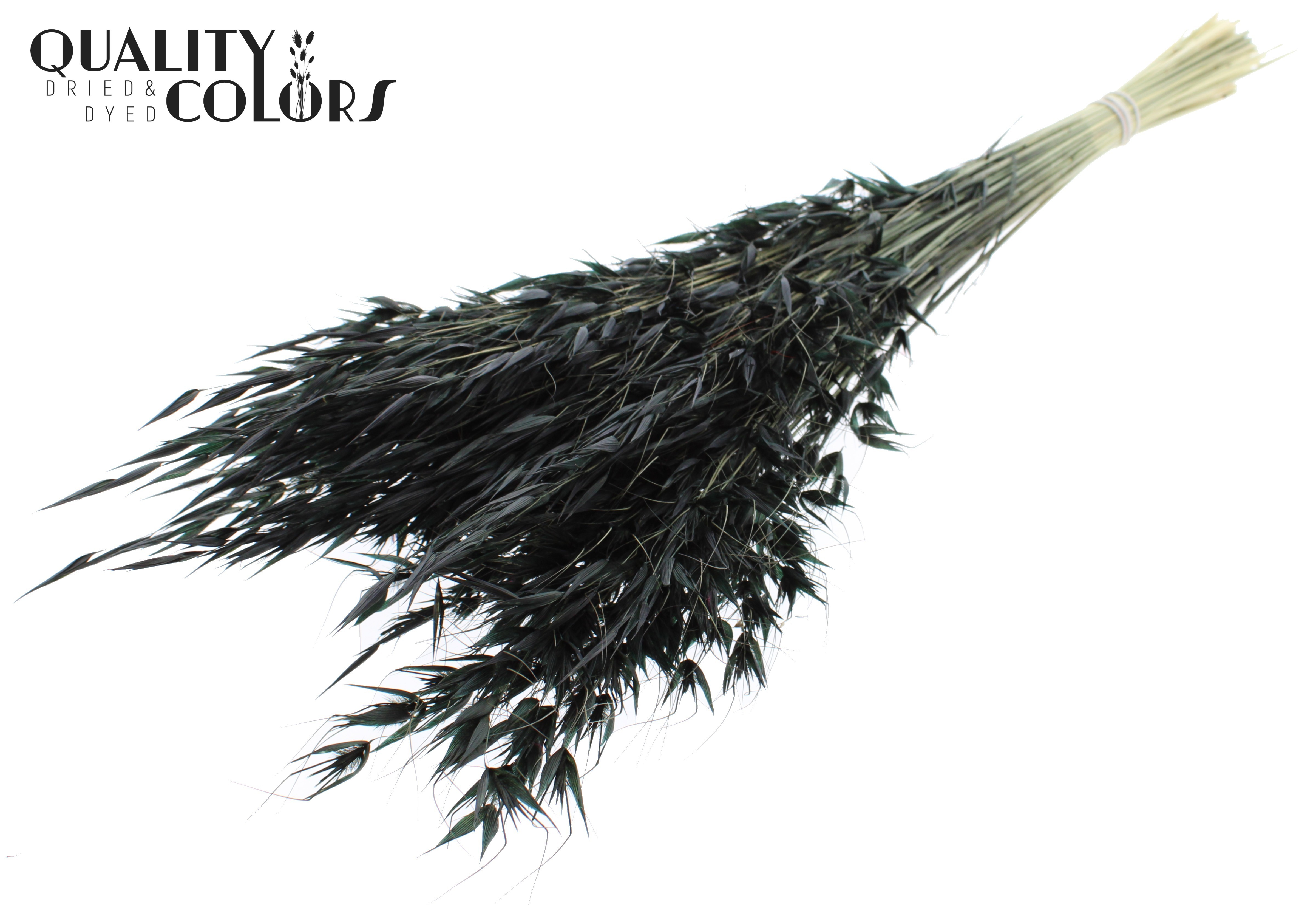 Avena Black Per Bunch 70cm