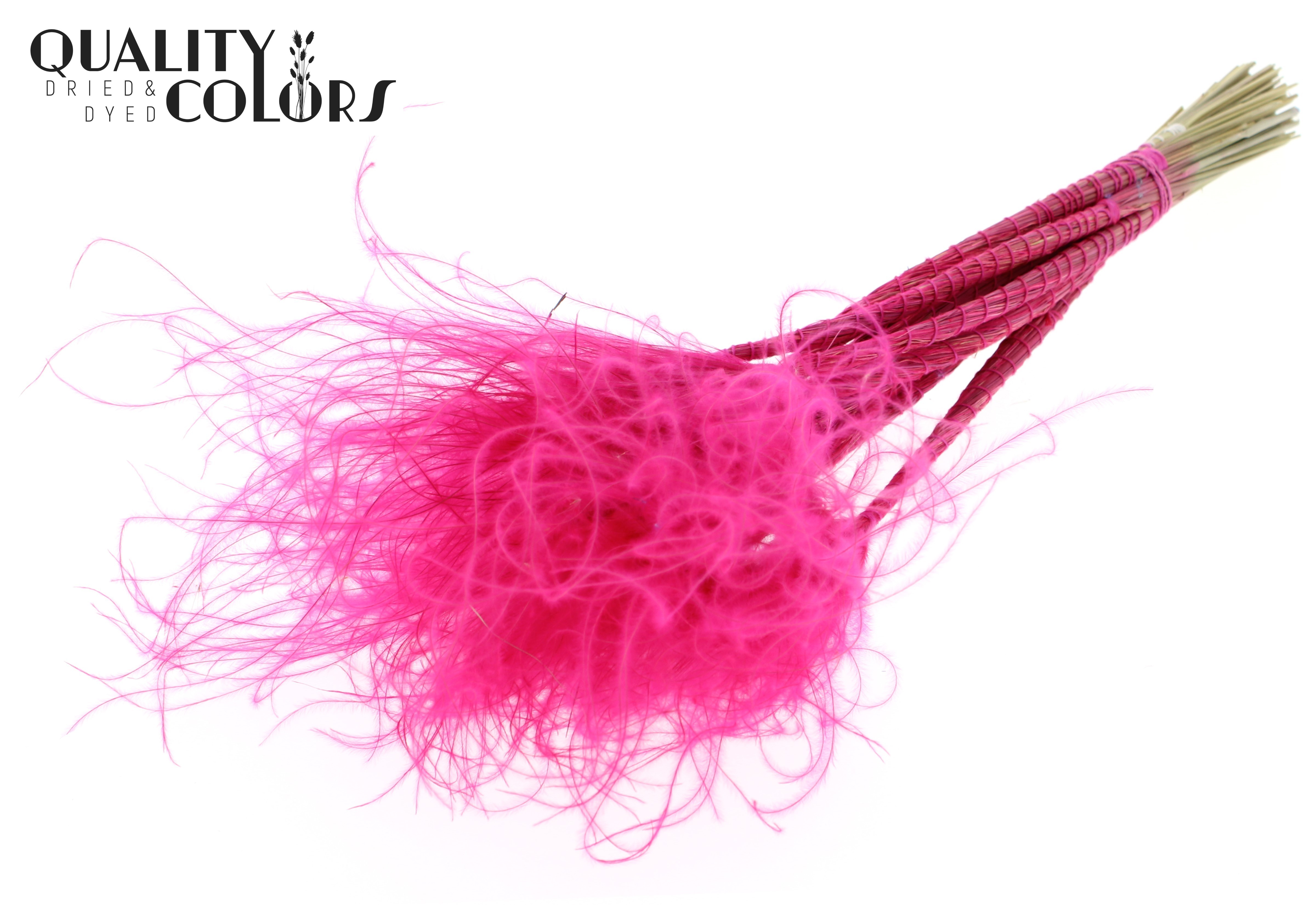 Stypha Cerise Per Bunch 60cm