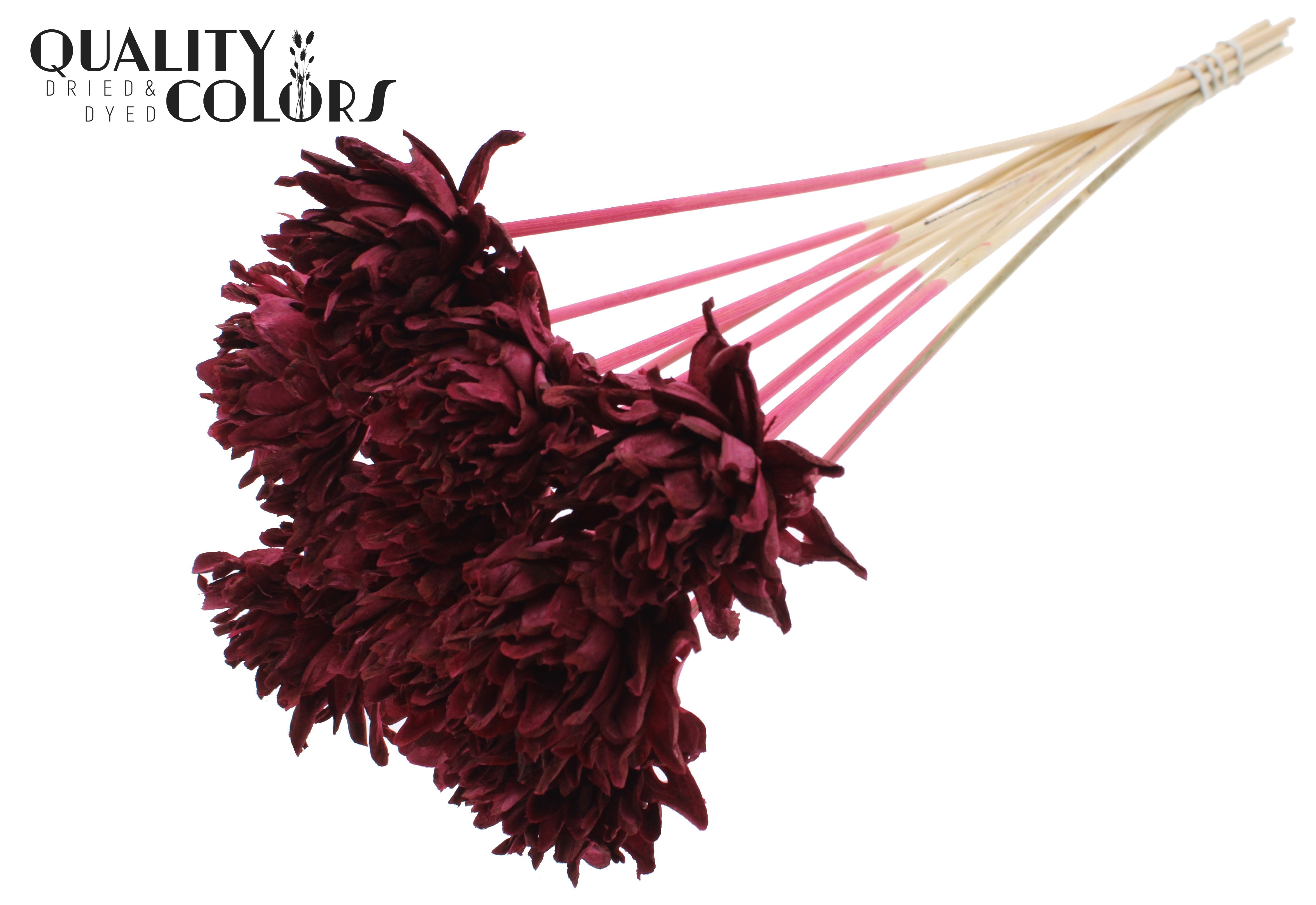 Shola Slice Pine Burgundy 50cm