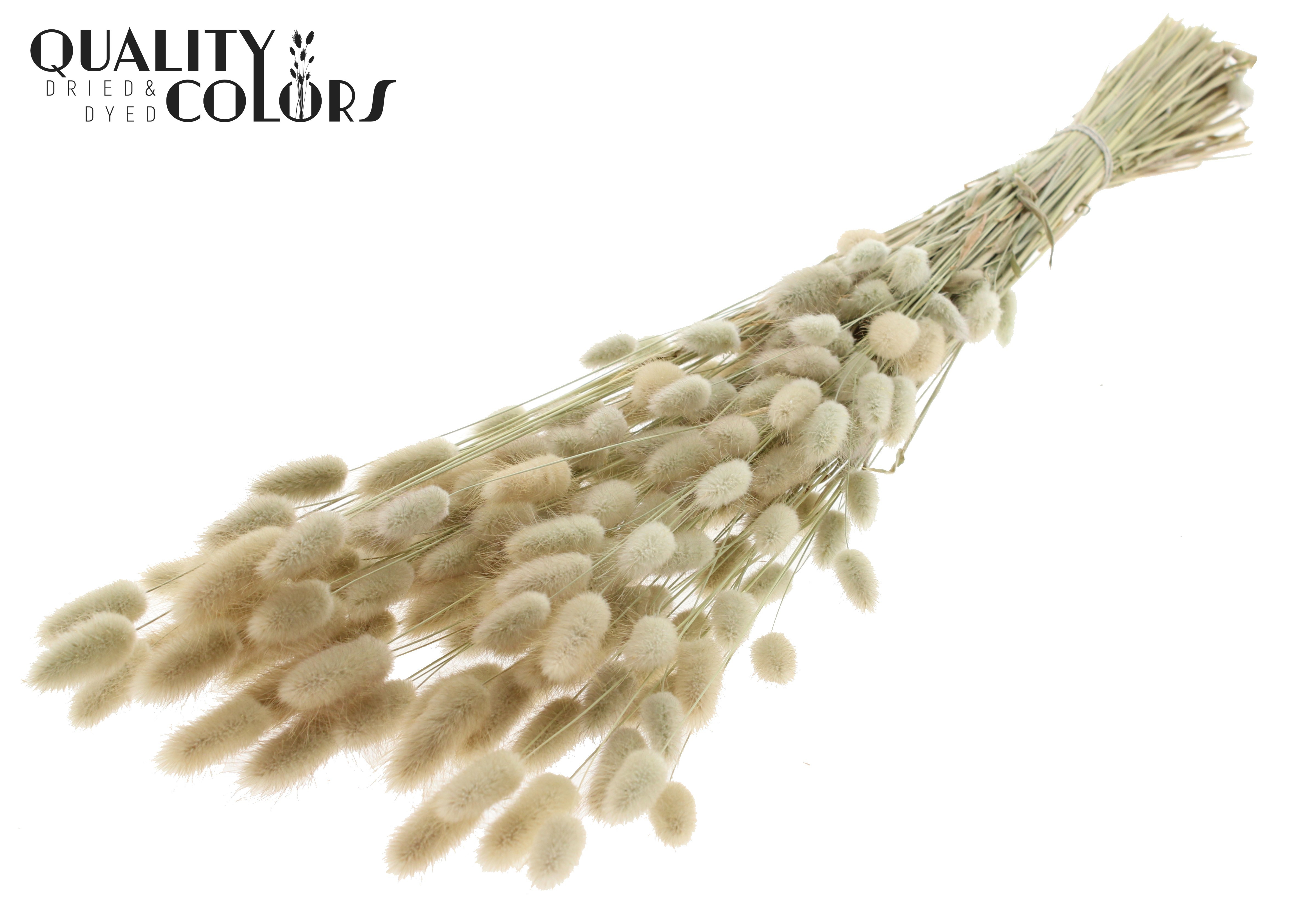 Lagurus Natural Per Bunch 70cm
