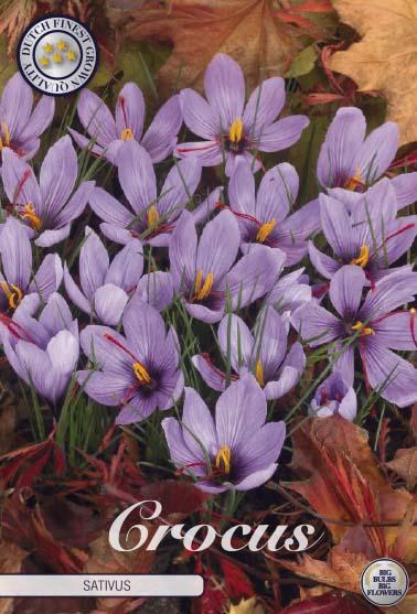 Crocus Sativus X10