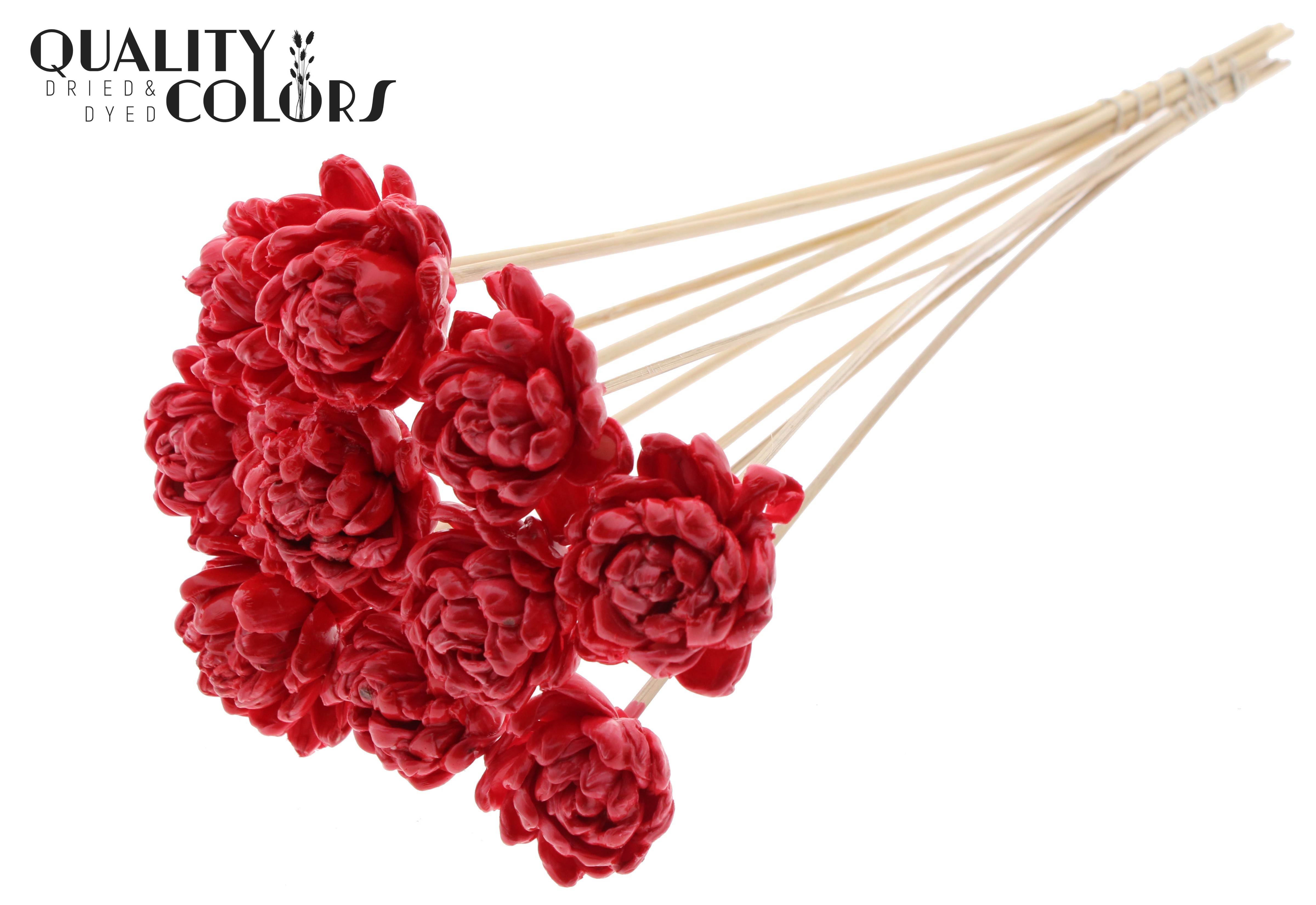 Shola New Beauty Rose Wax Red 50cm