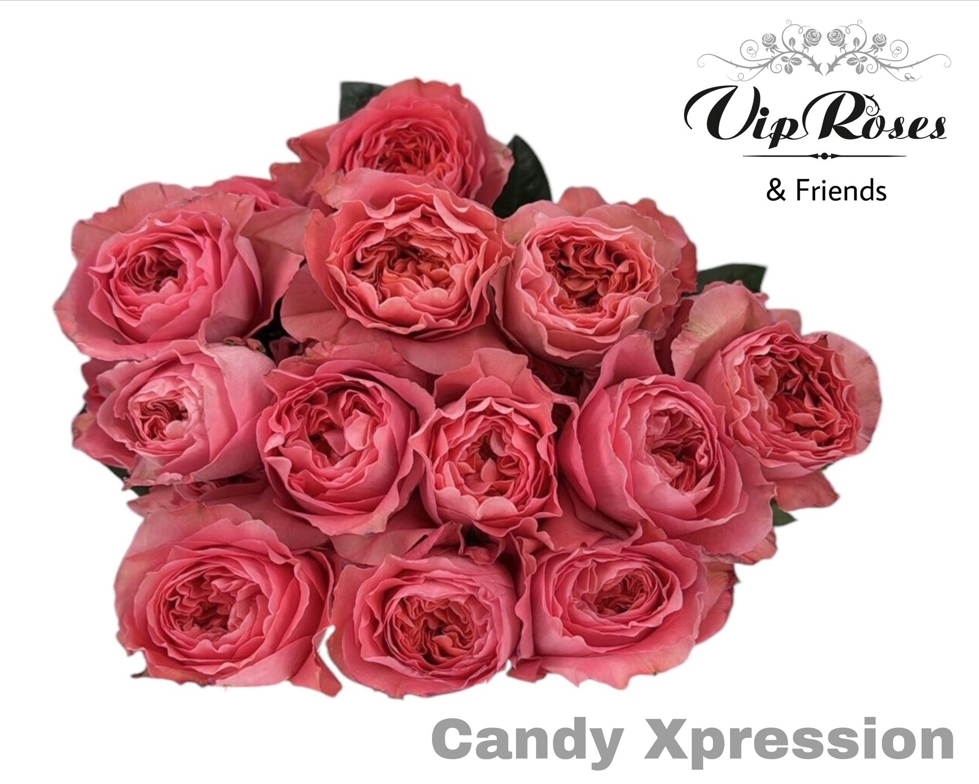R Gr Cand X-pression