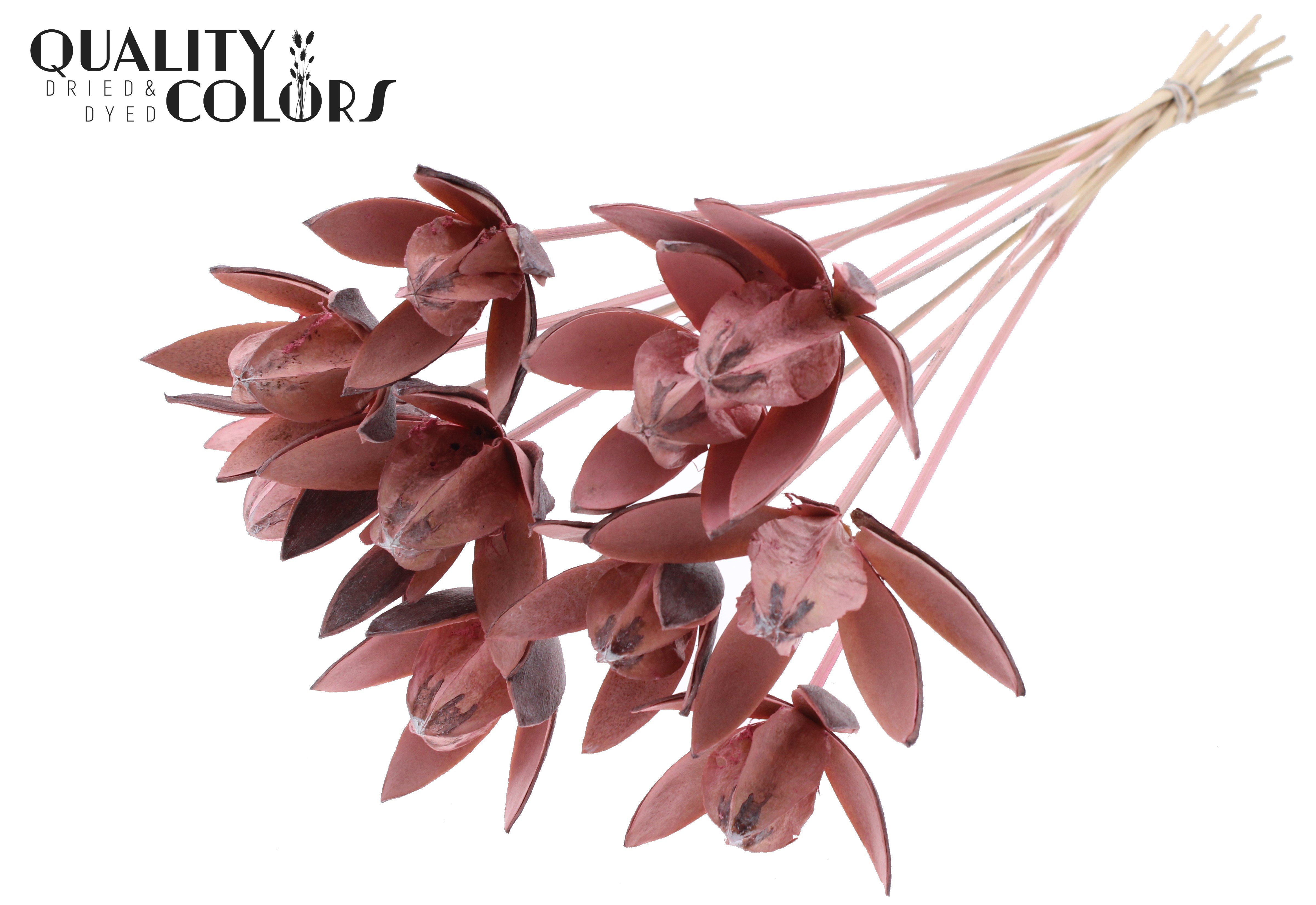 Wild Lilly Frosted Pink 50cm