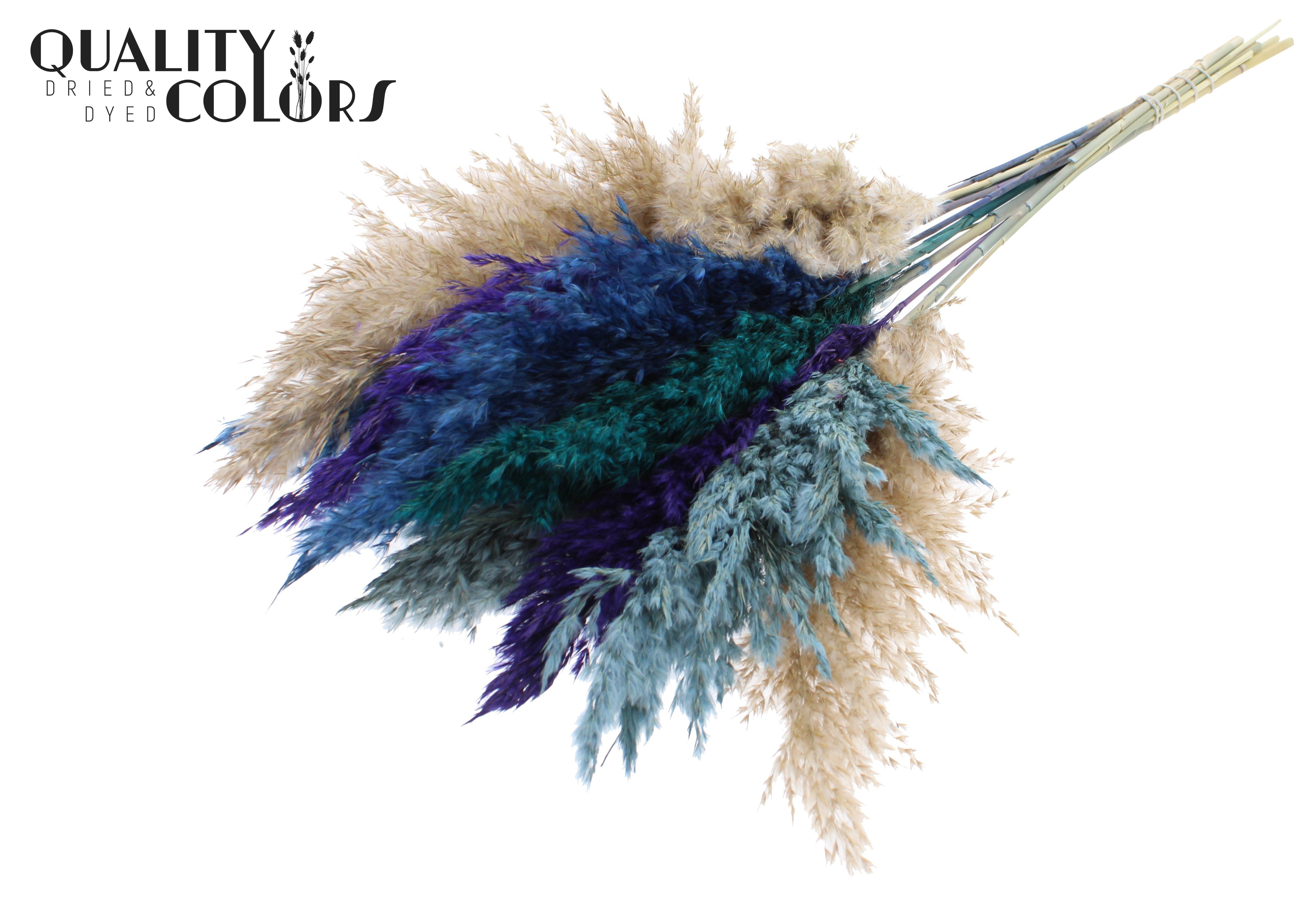 Pampas Grass Scandinavian Mix Per Bunch 70cm