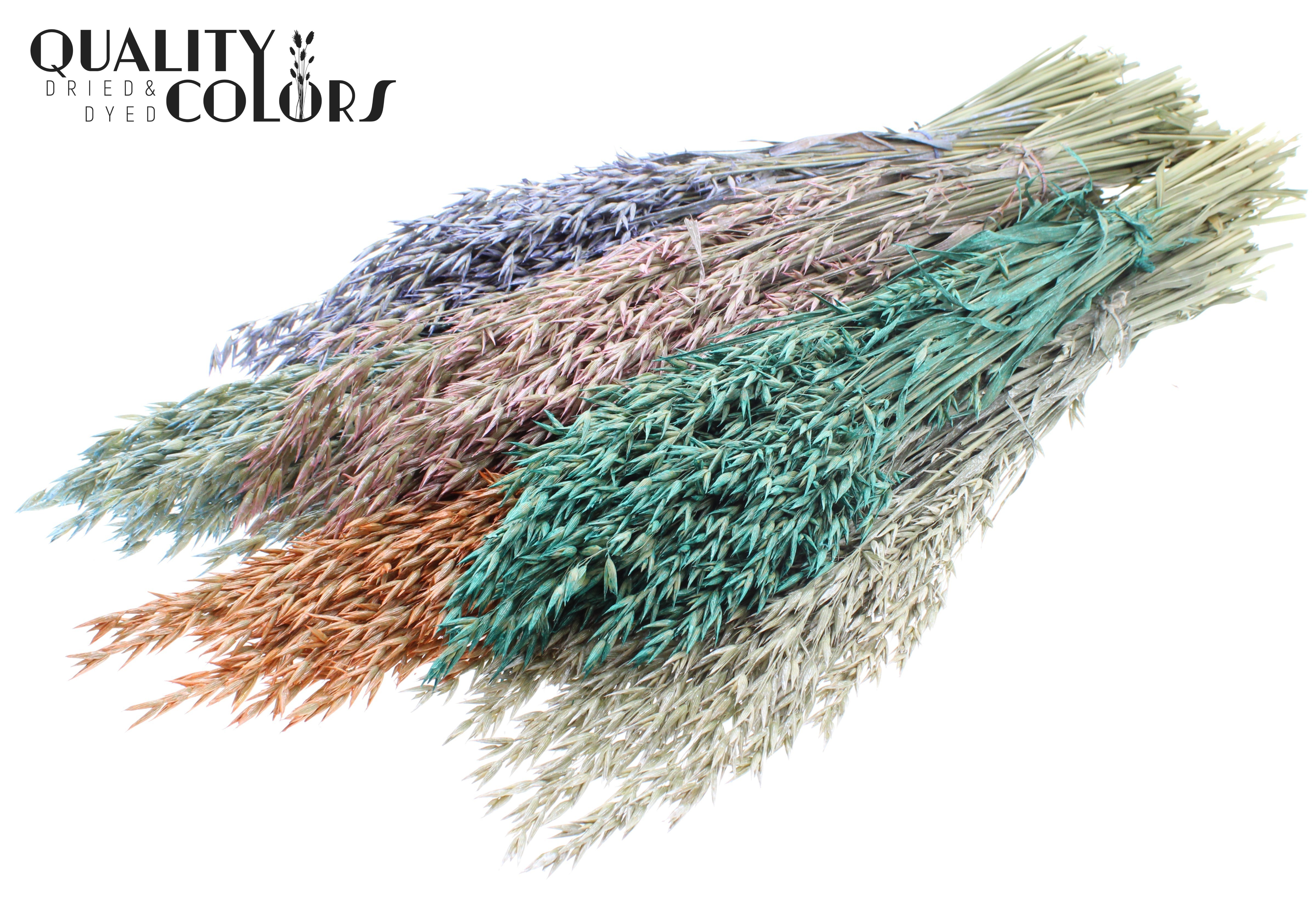 Avena Pearl Mix Per Bunch 60cm