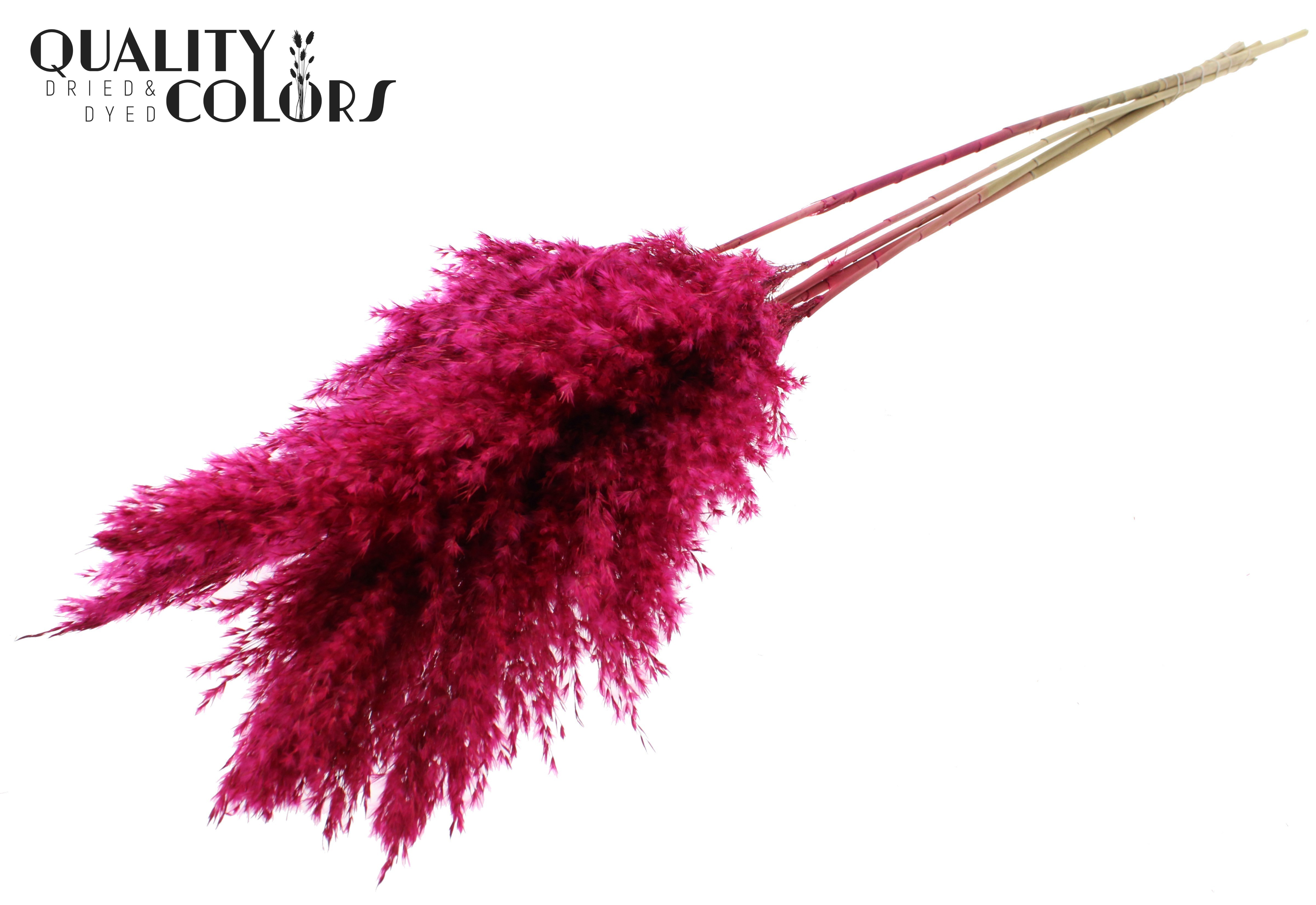 Pampas Grass Cerise Per Bunch 100cm