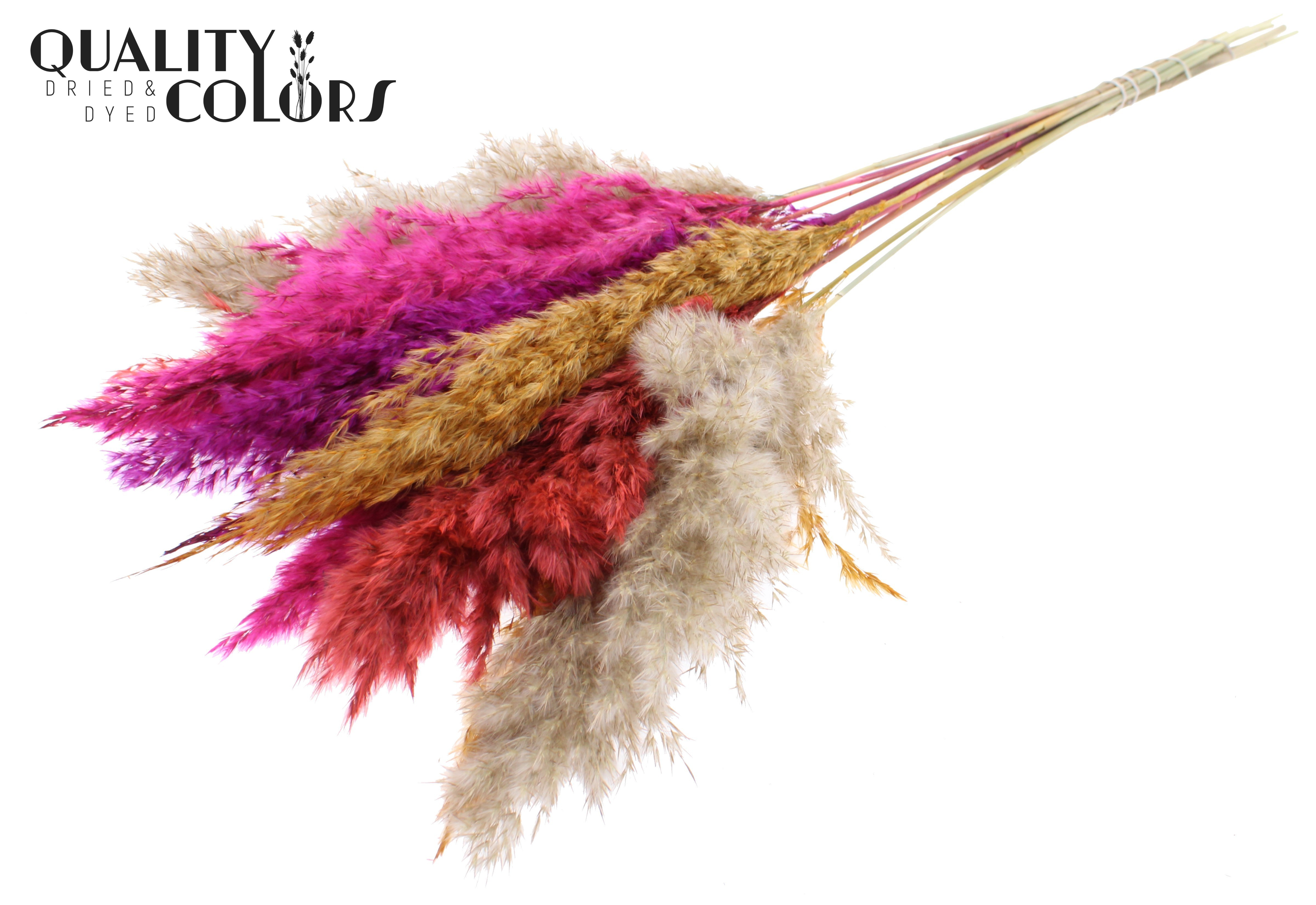 Pampas Grass Colourful 10 Per Bunch 70cm