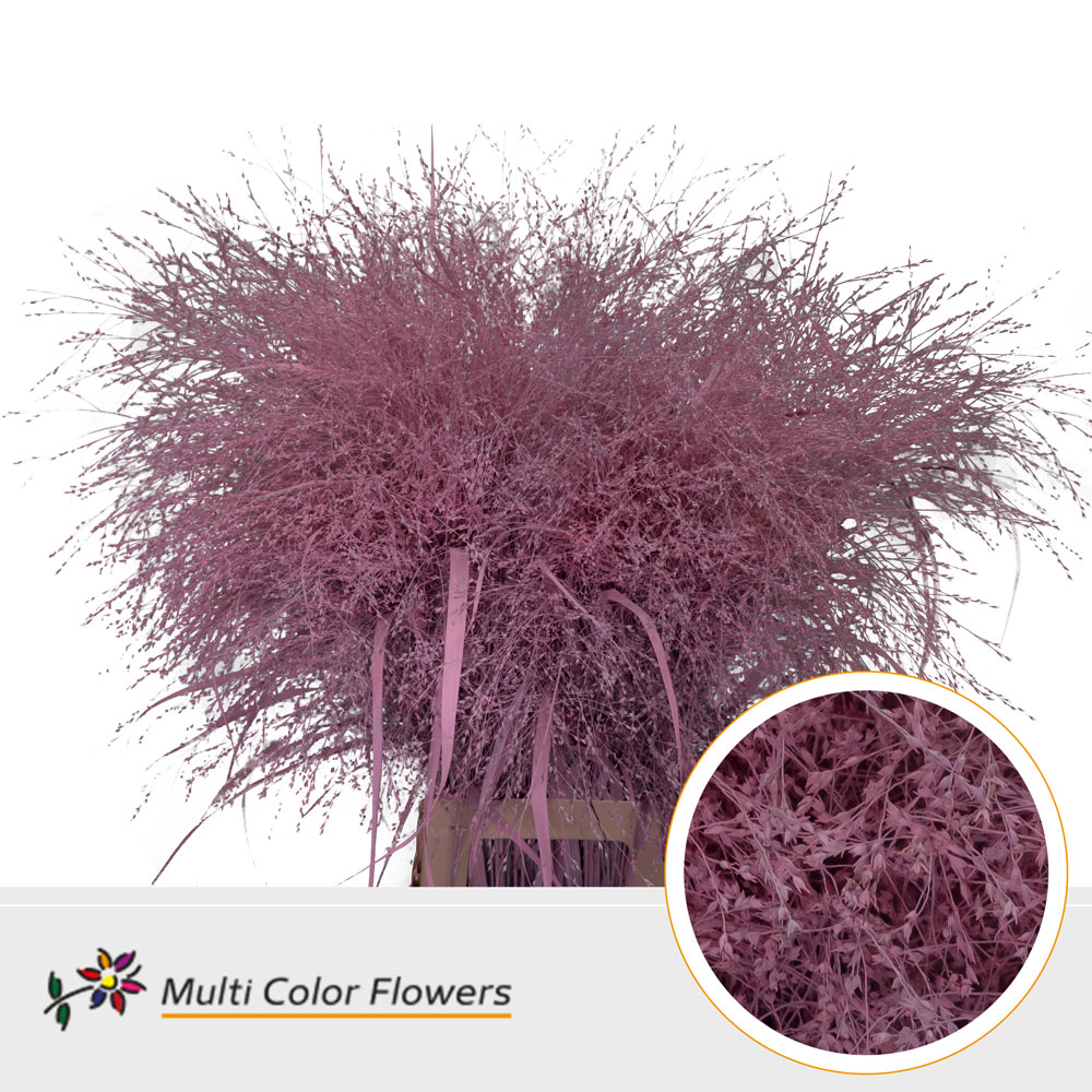 Panicum Painted Fountain Light Pink 90cm
