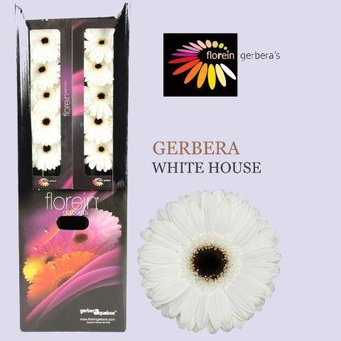 Ge Gr White House Aquabox 80