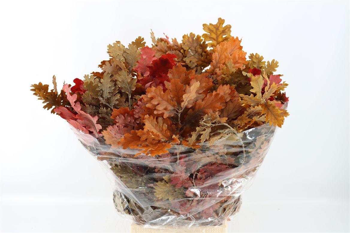 Pres Quercus Autumn P Bunch