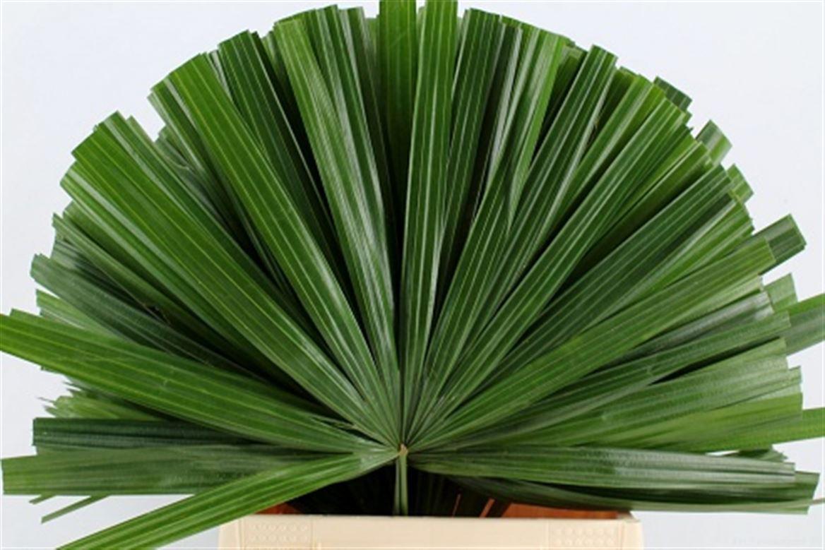 Chamaerops Blad