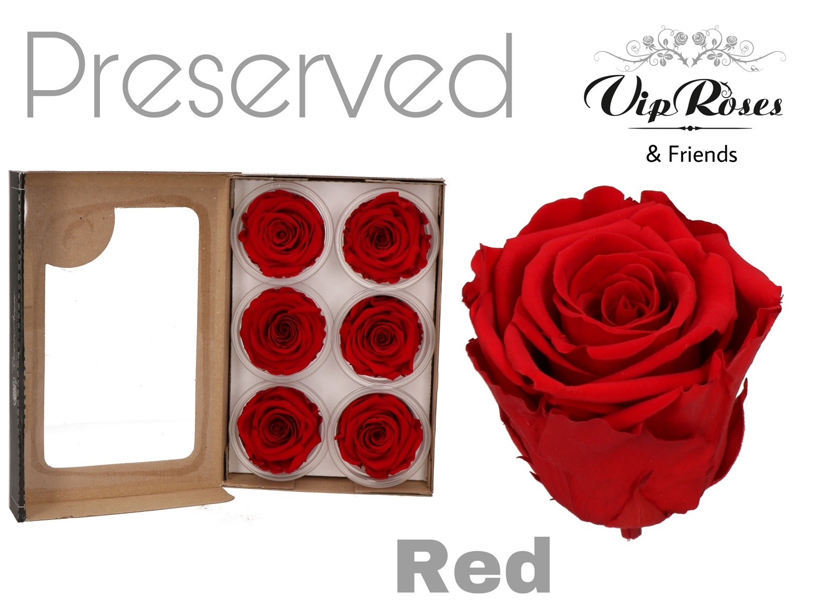 R Preserved Red 5 cm
