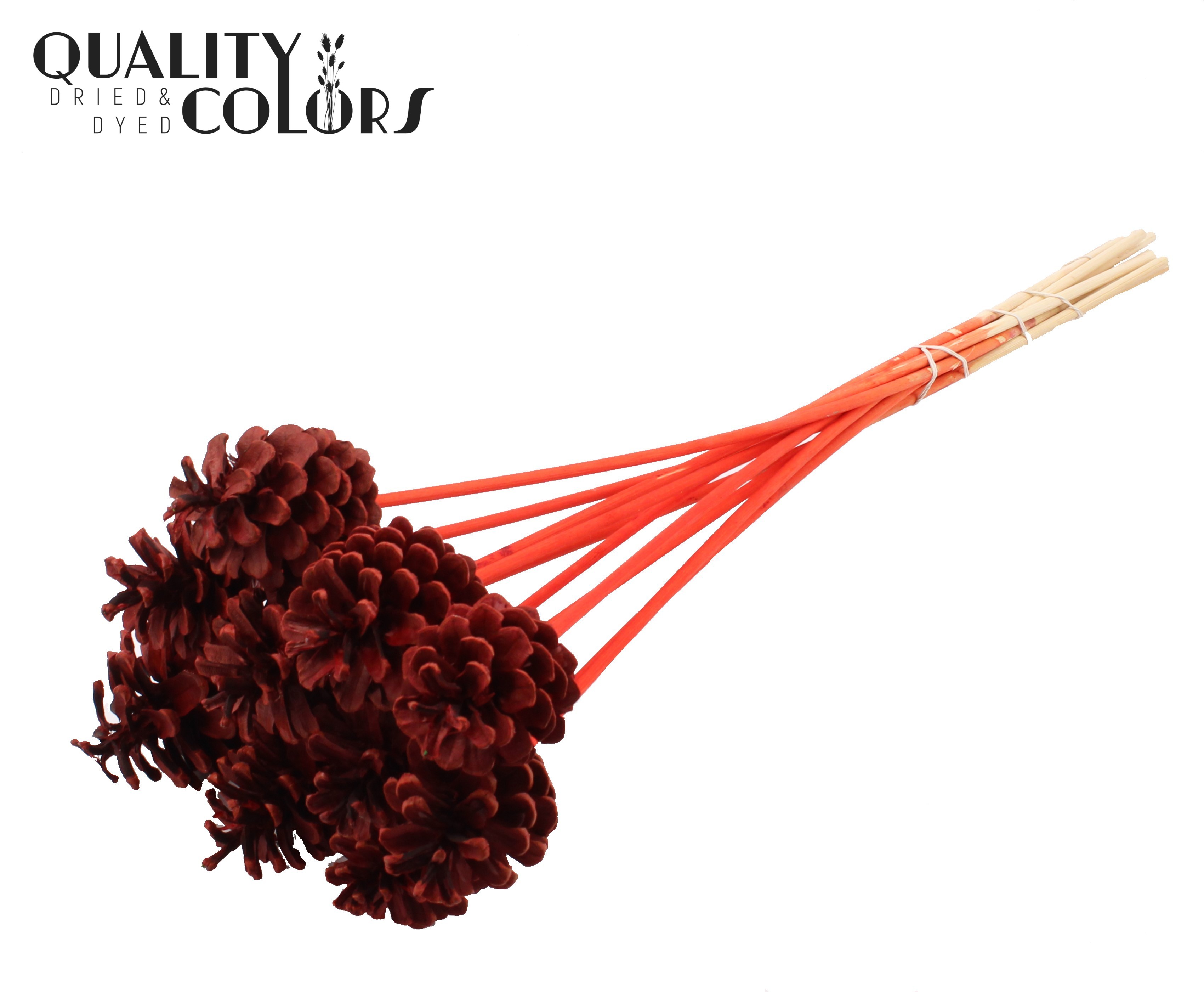 Pine Cone Red 50cm
