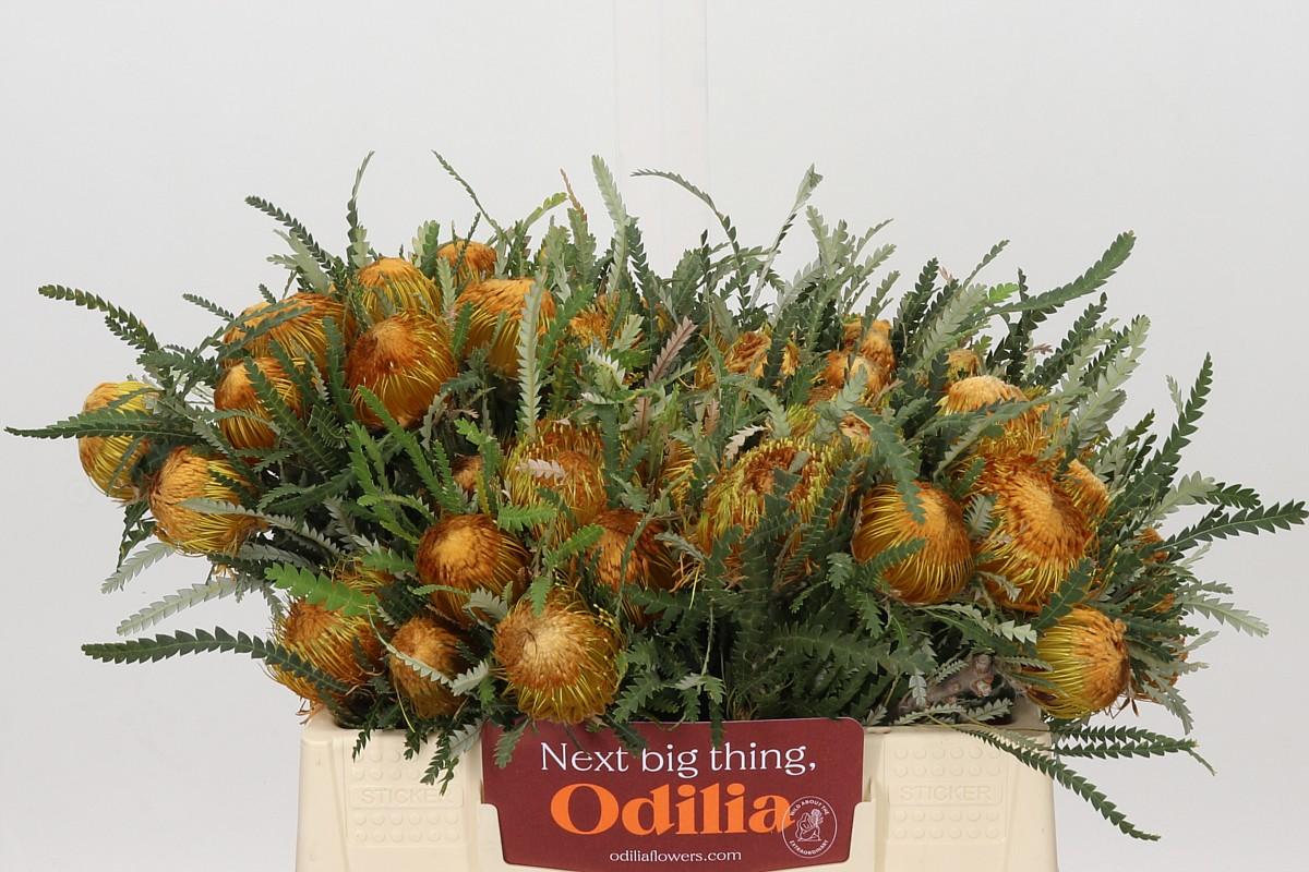 Banksia Dryandra
