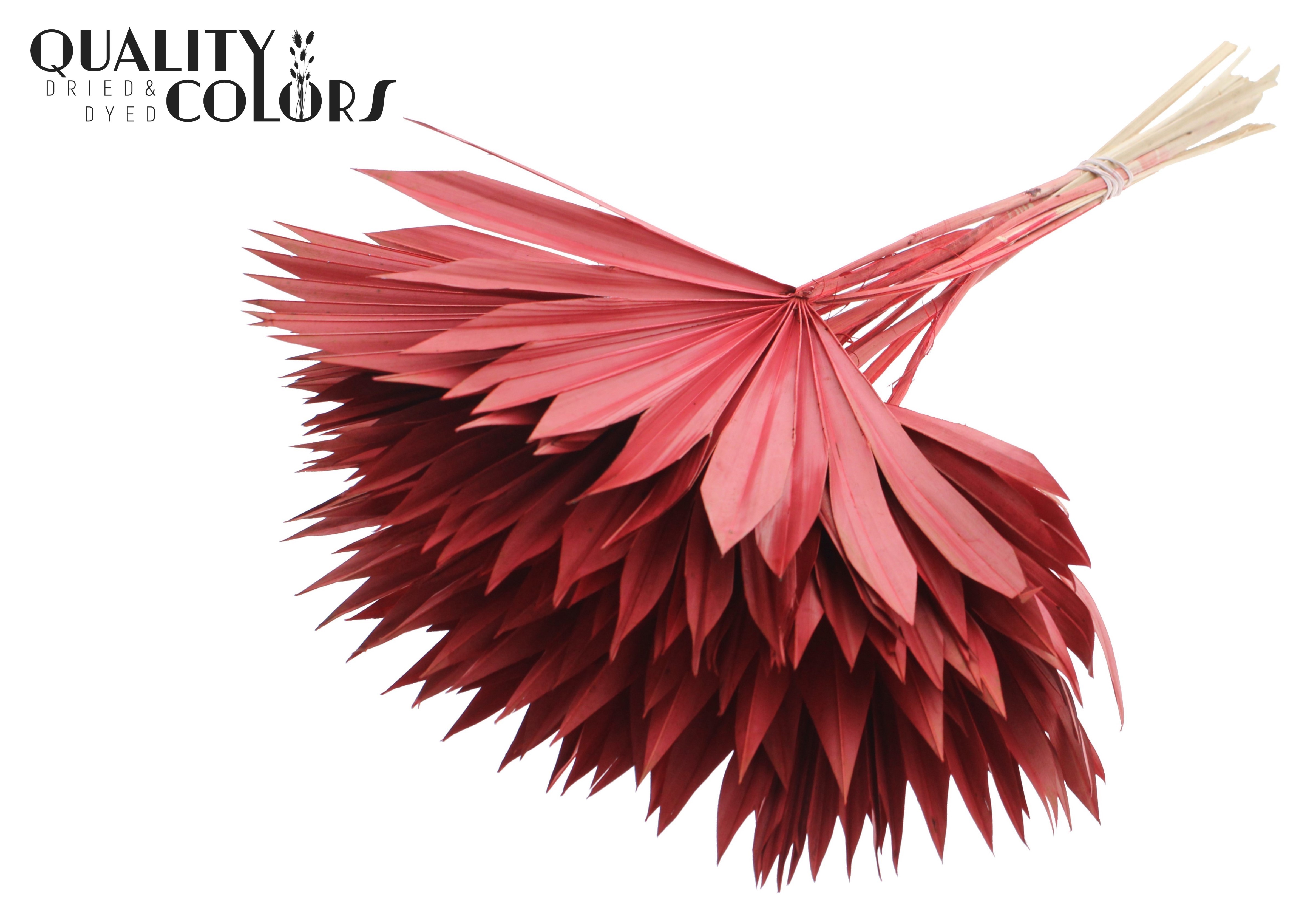 Palm Sun Red 50cm