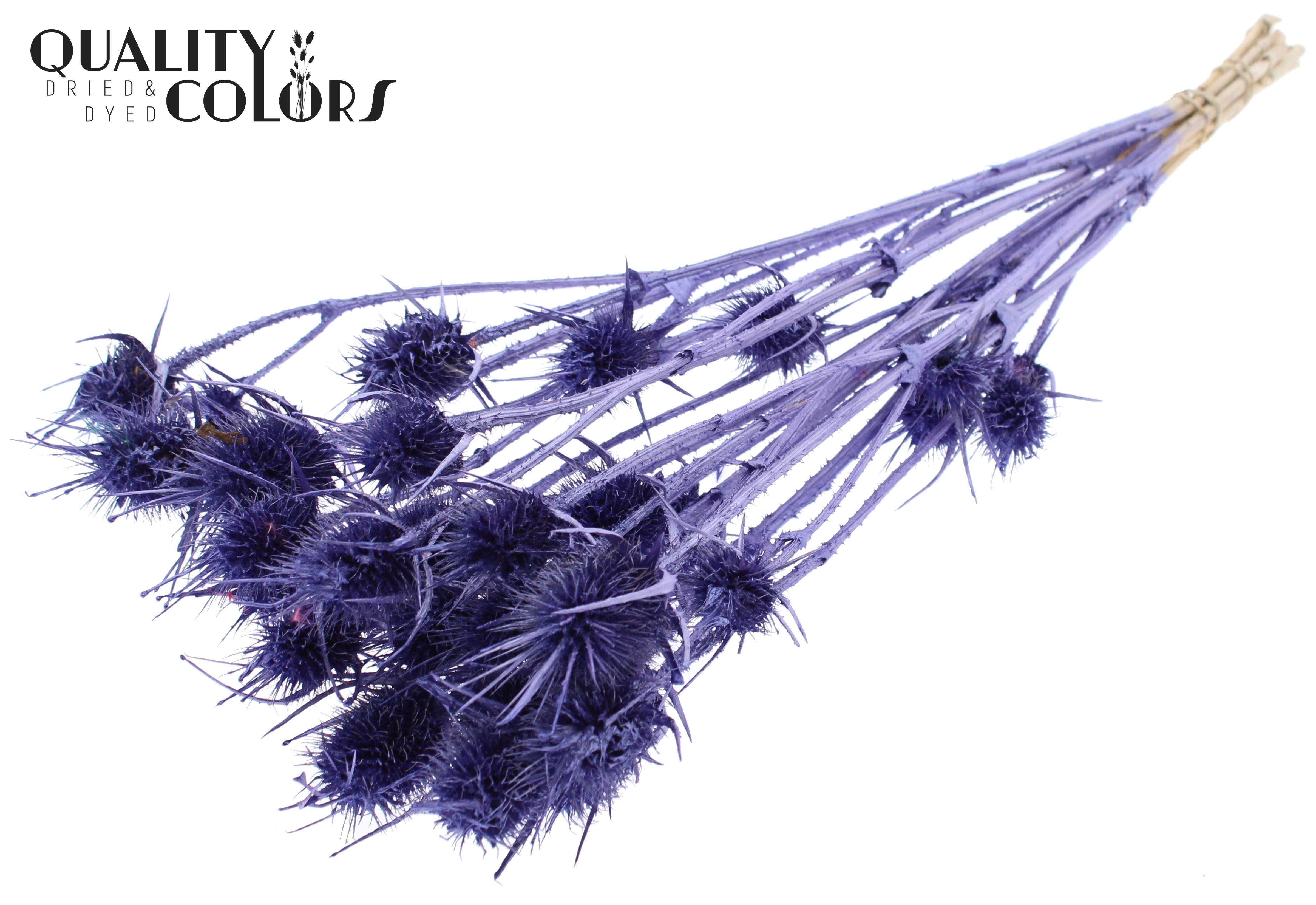 Eryngium Metallic Purple Per Bunch 55cm